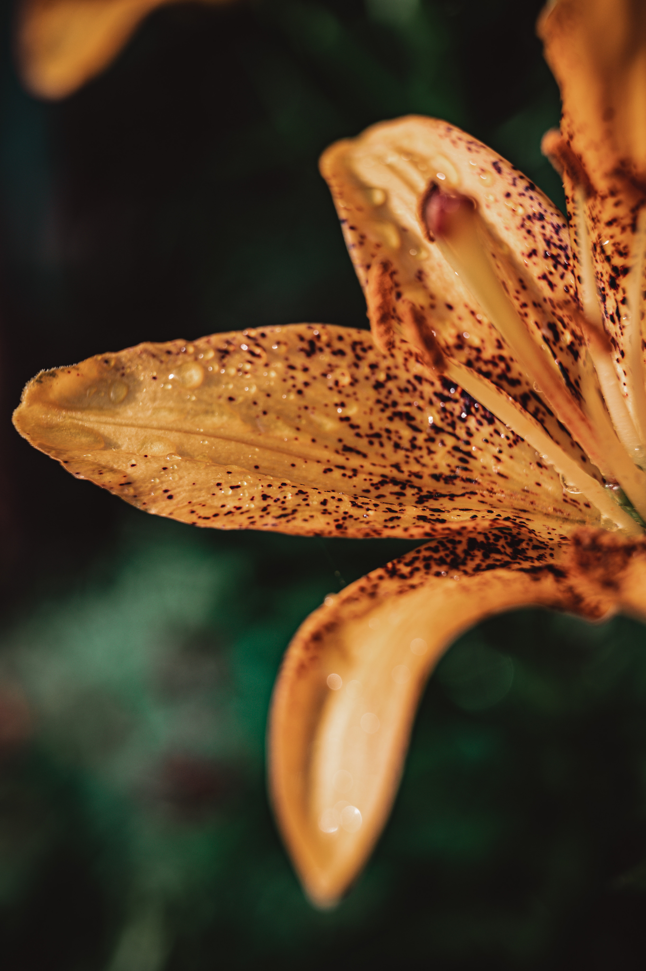 Растения 🍃. Главная