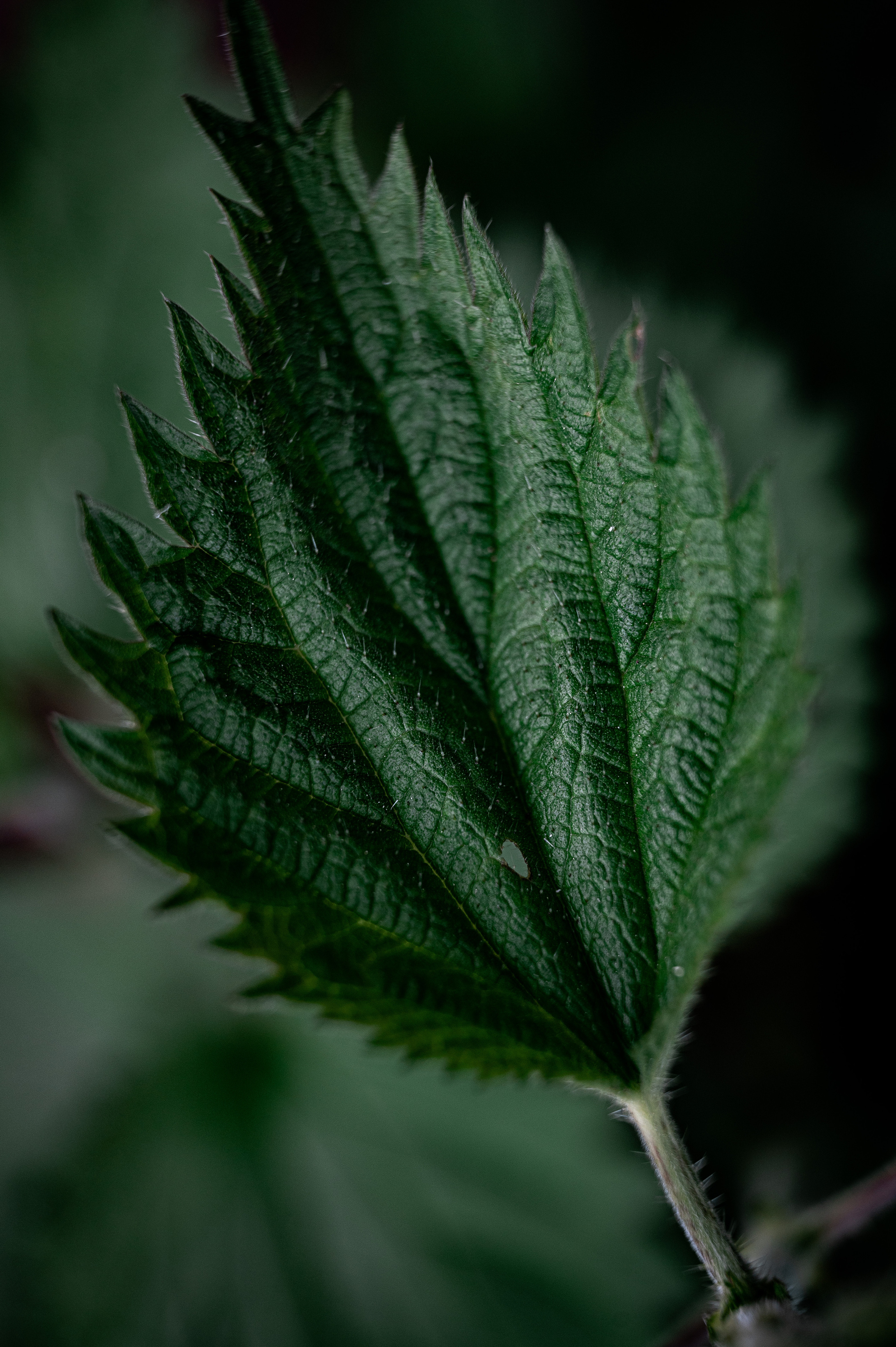 Растения 🍃. Главная