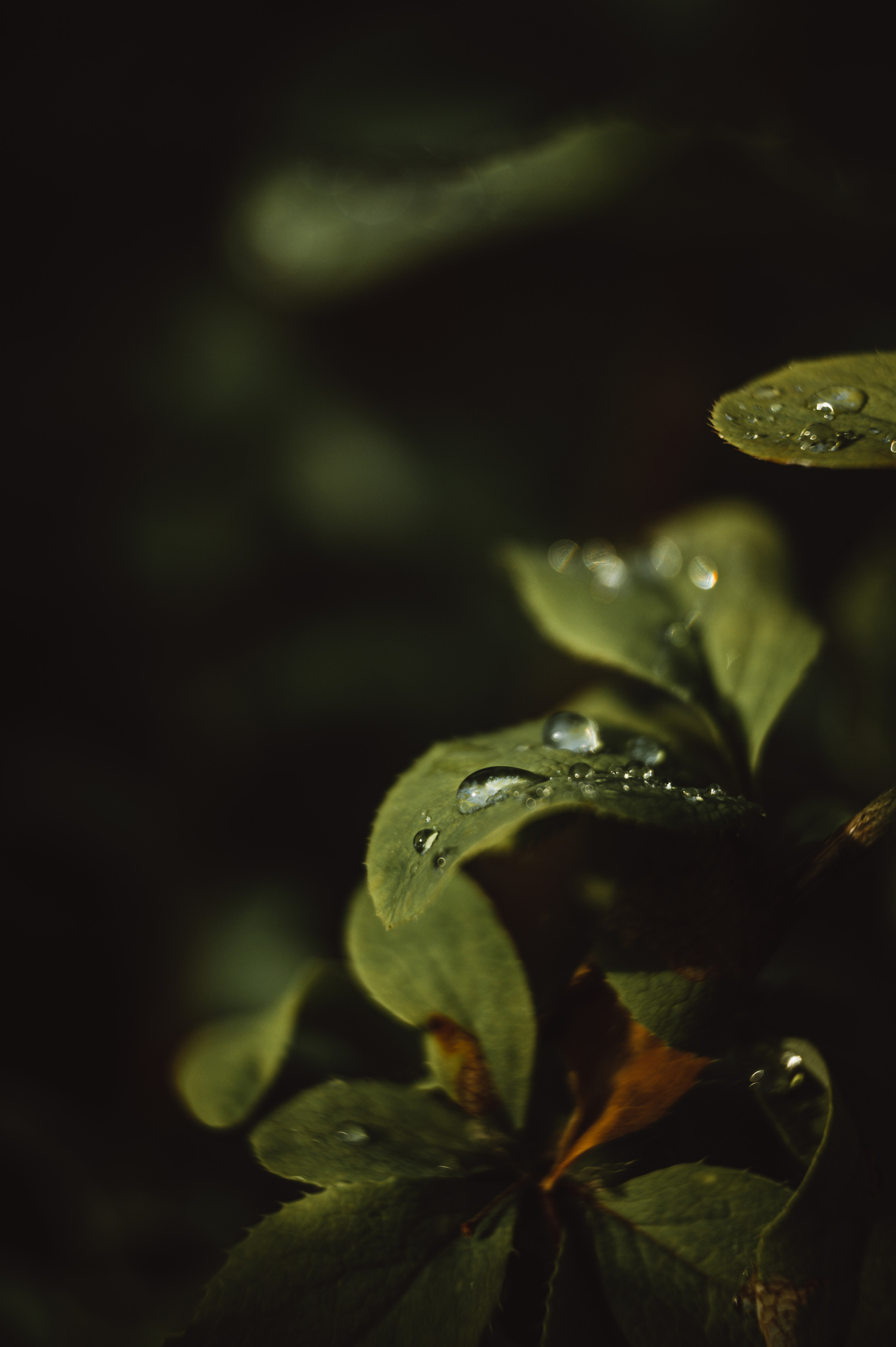 Растения 🍃. Главная