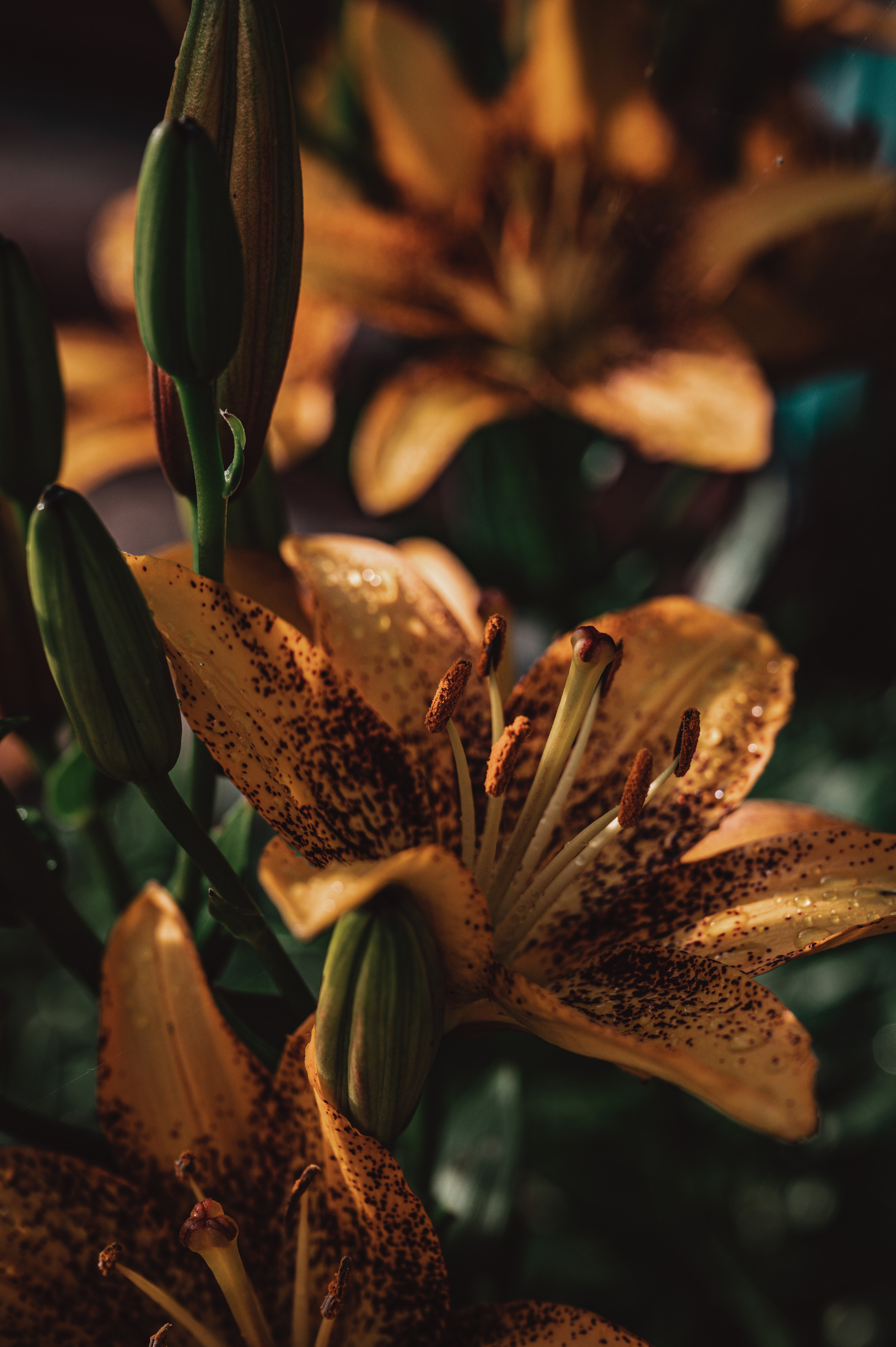 Растения 🍃. Главная