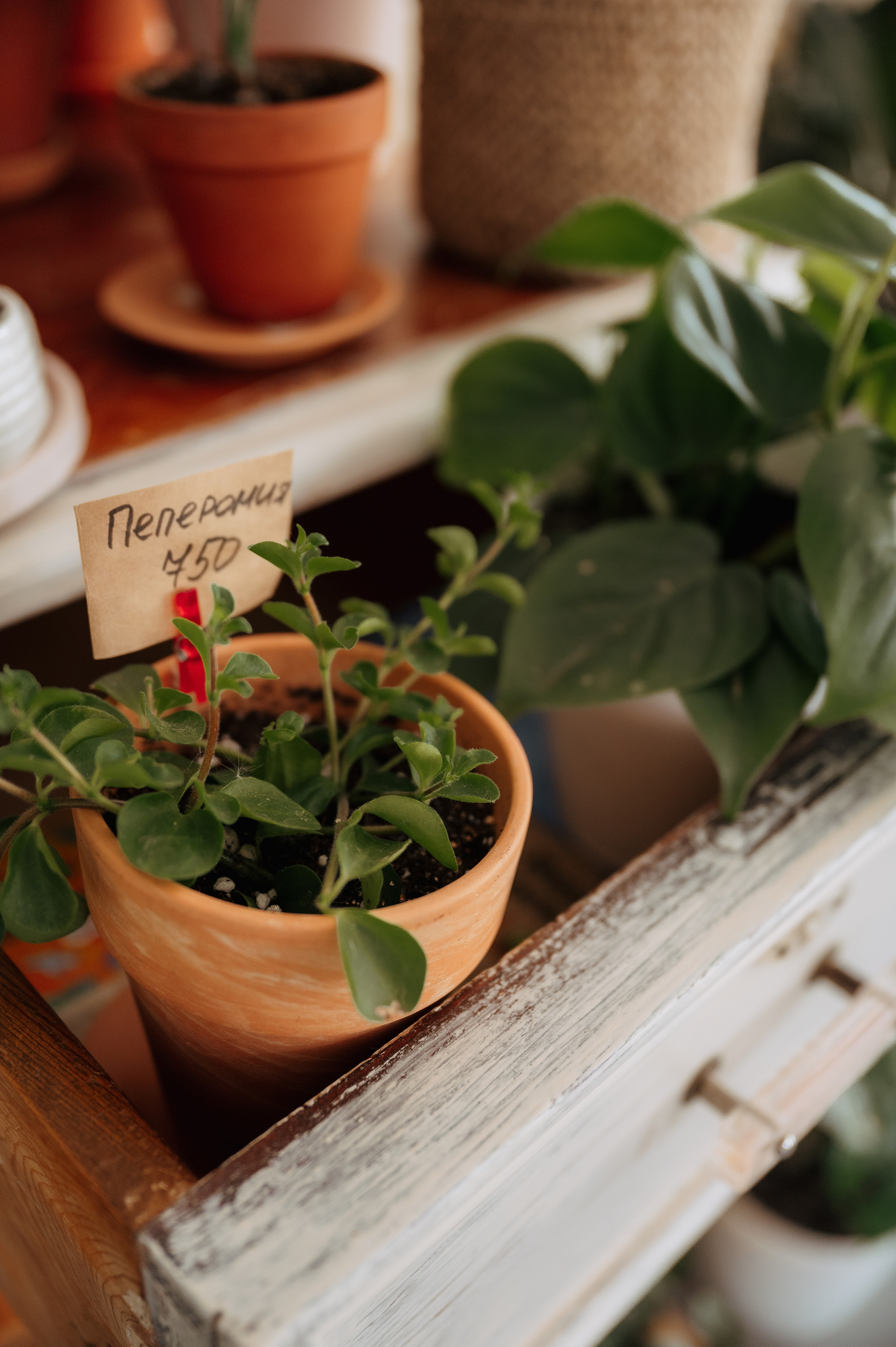 Растения 🍃. Главная