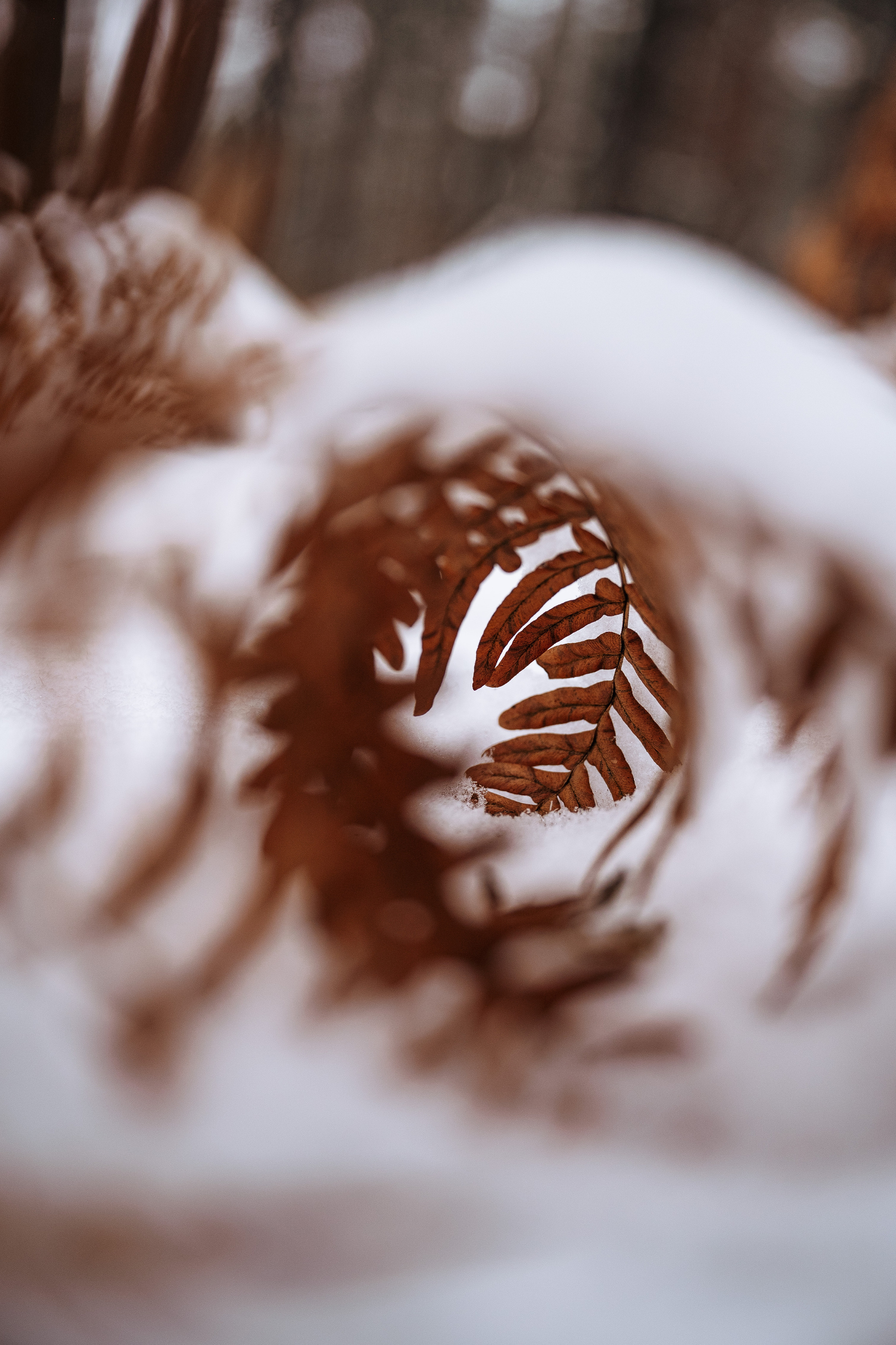 Растения 🍃. Главная