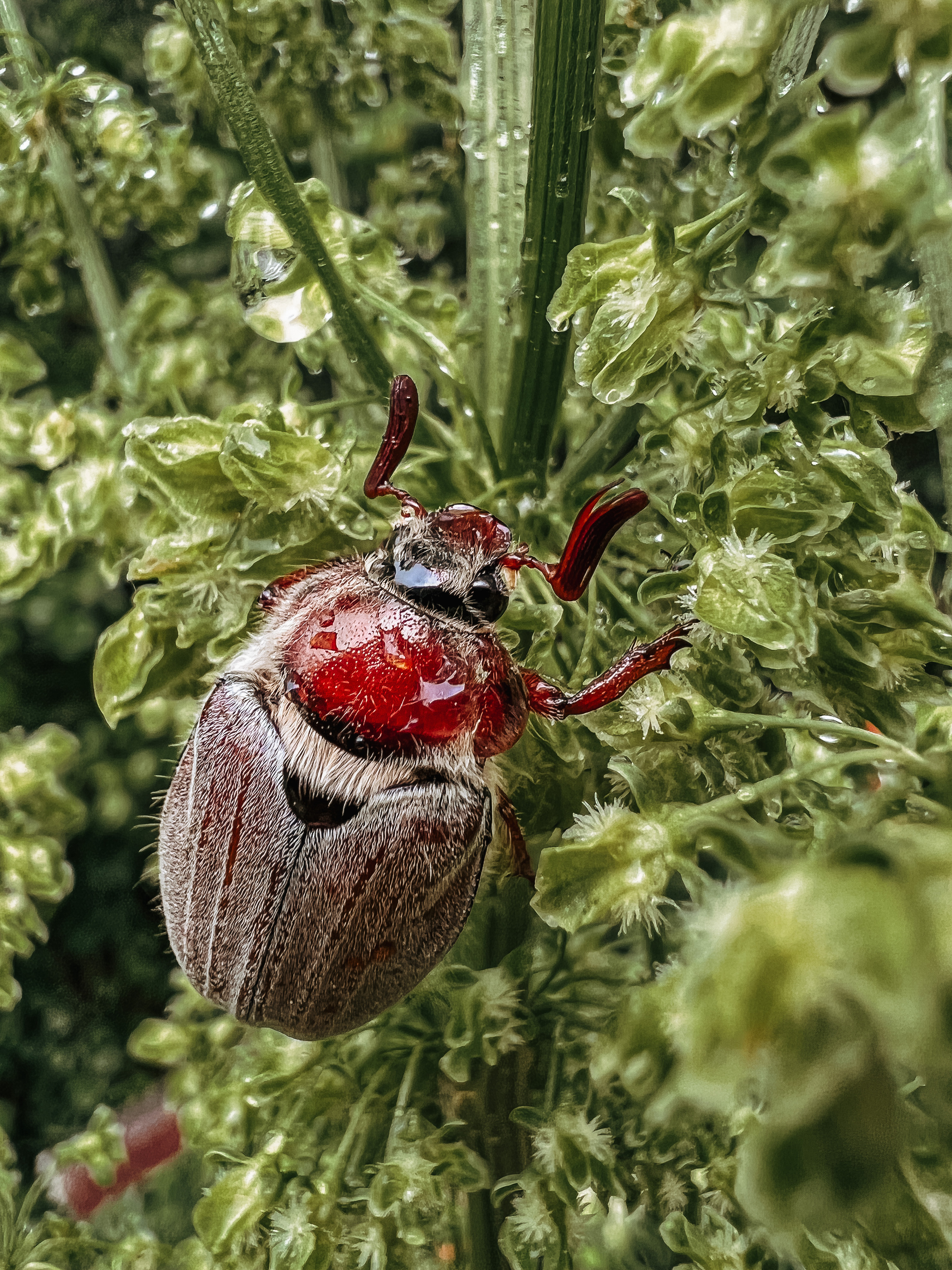 Растения 🍃. Главная