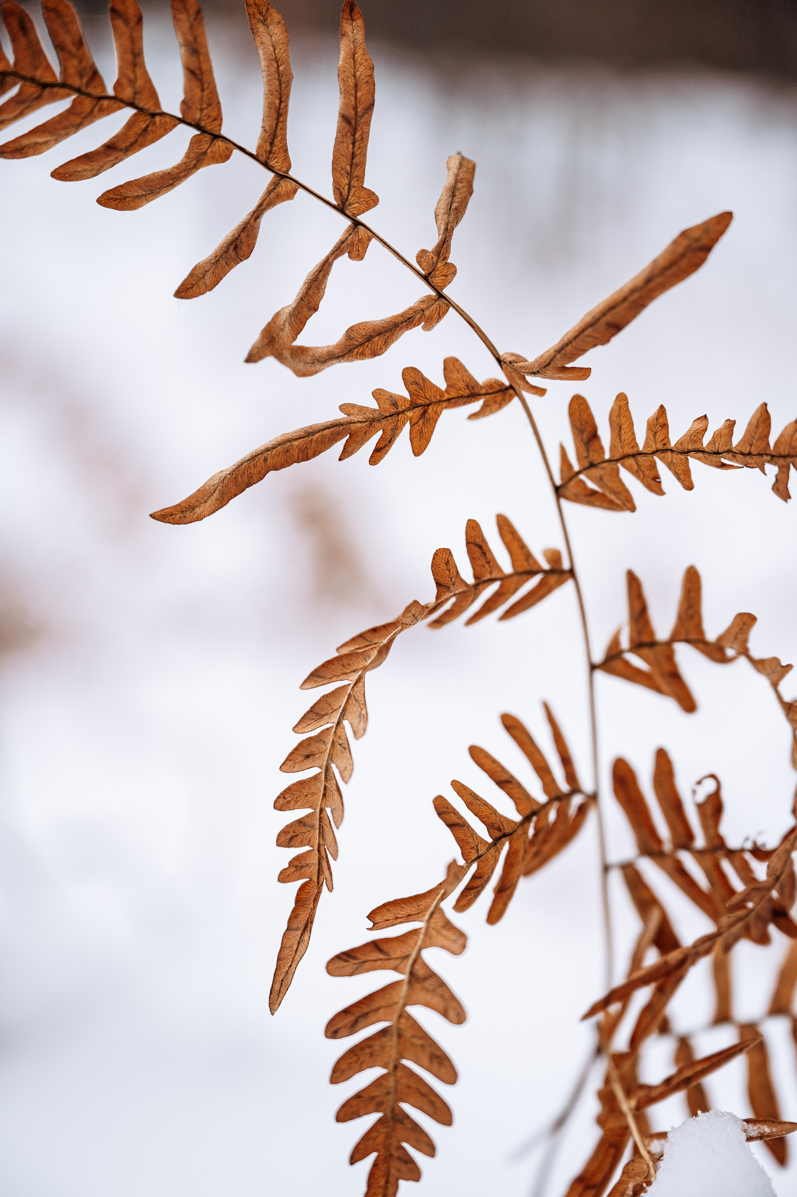 Растения 🍃. Главная