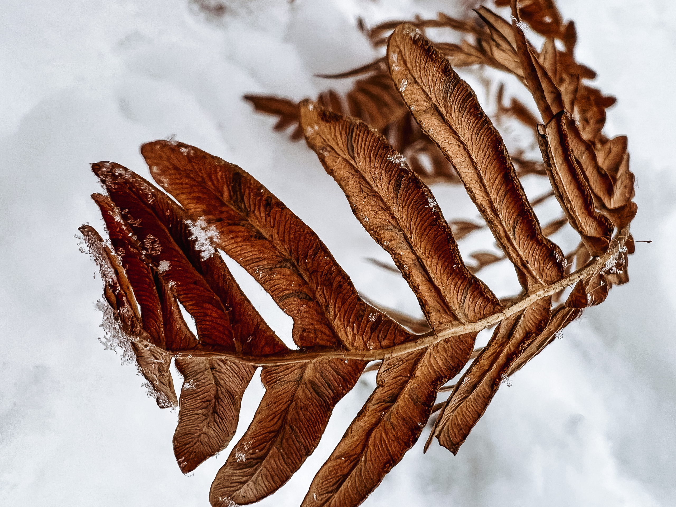 Растения 🍃. Главная