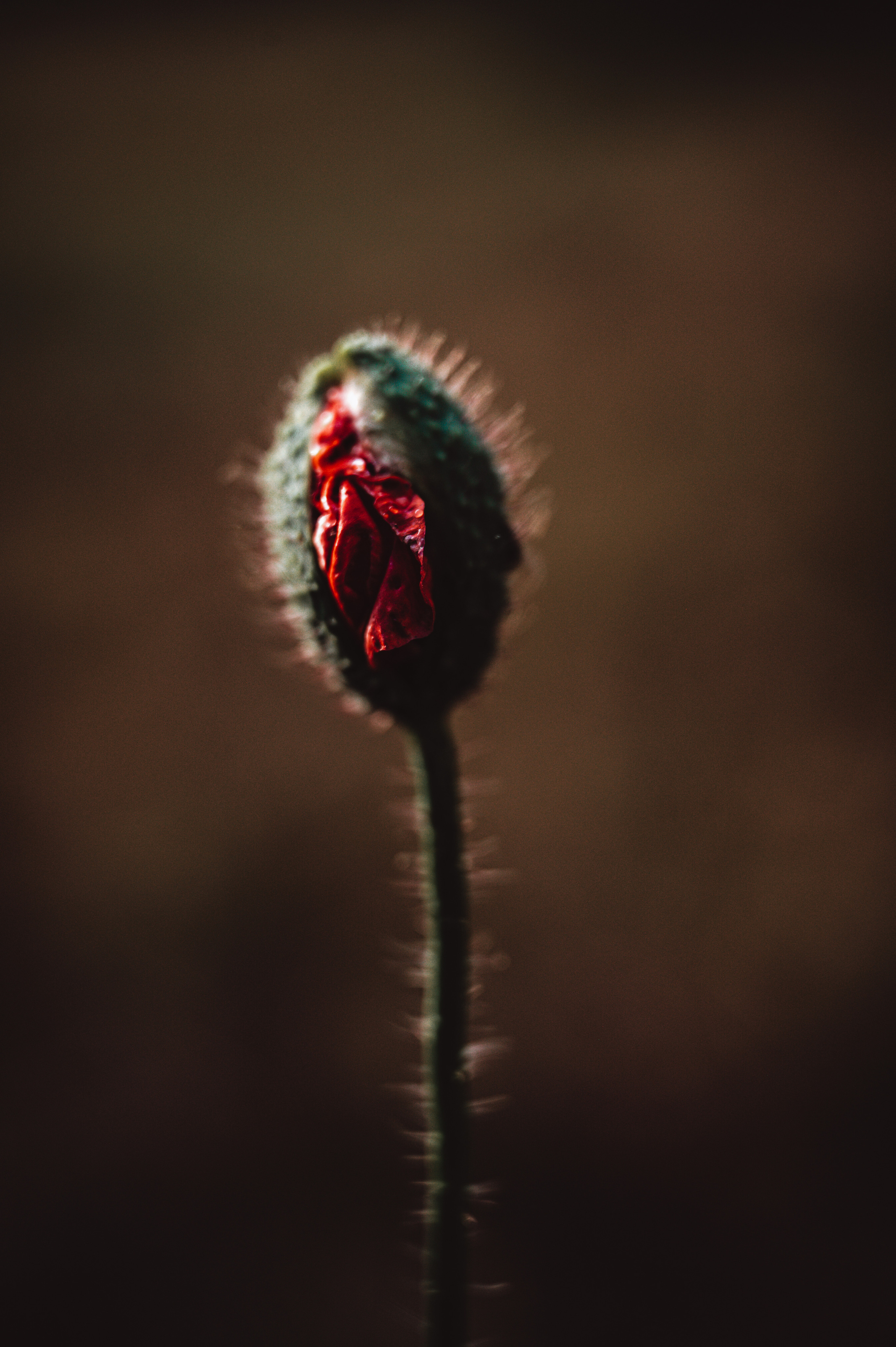 Растения 🍃. Главная