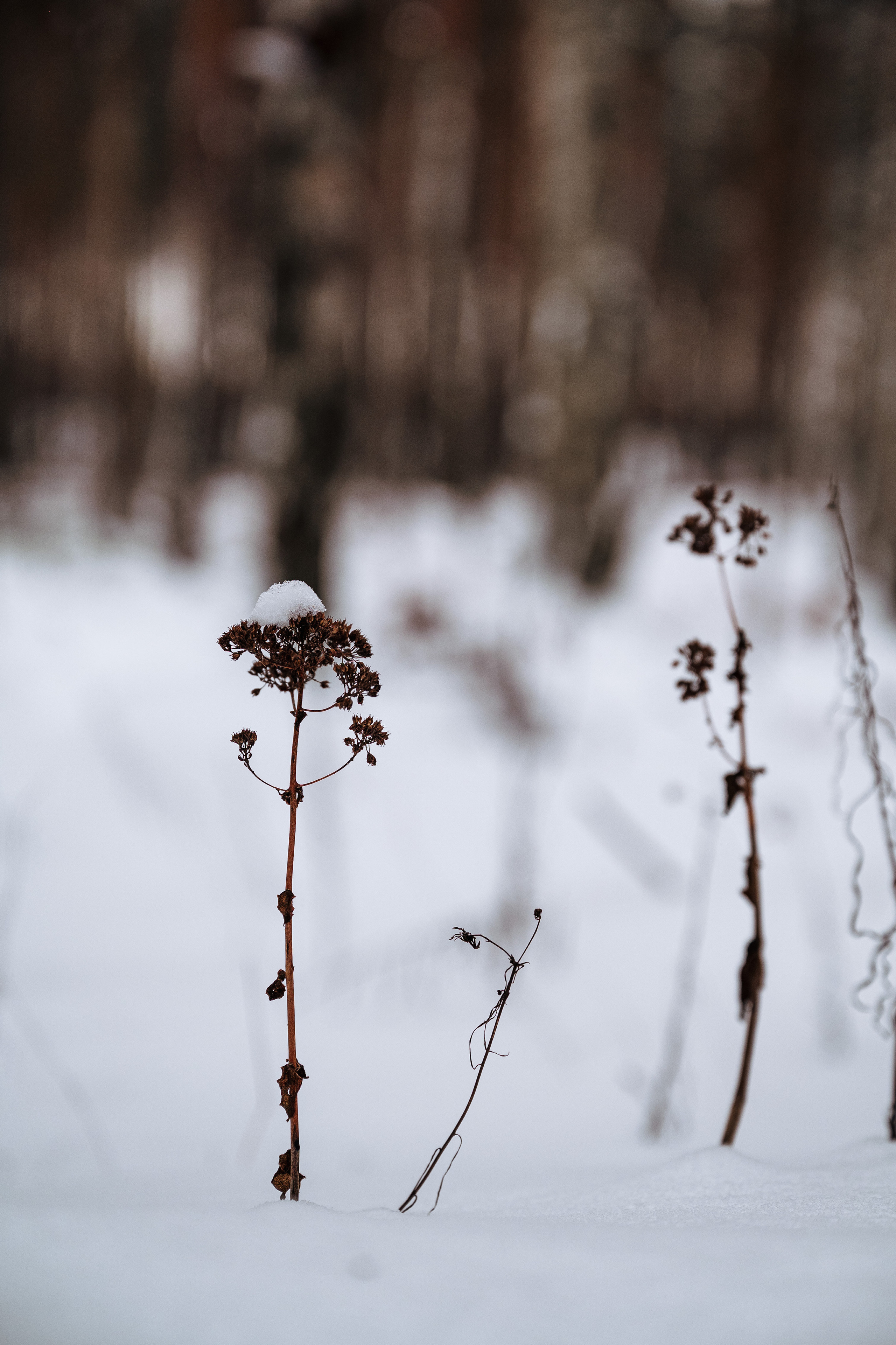 Растения 🍃. Главная