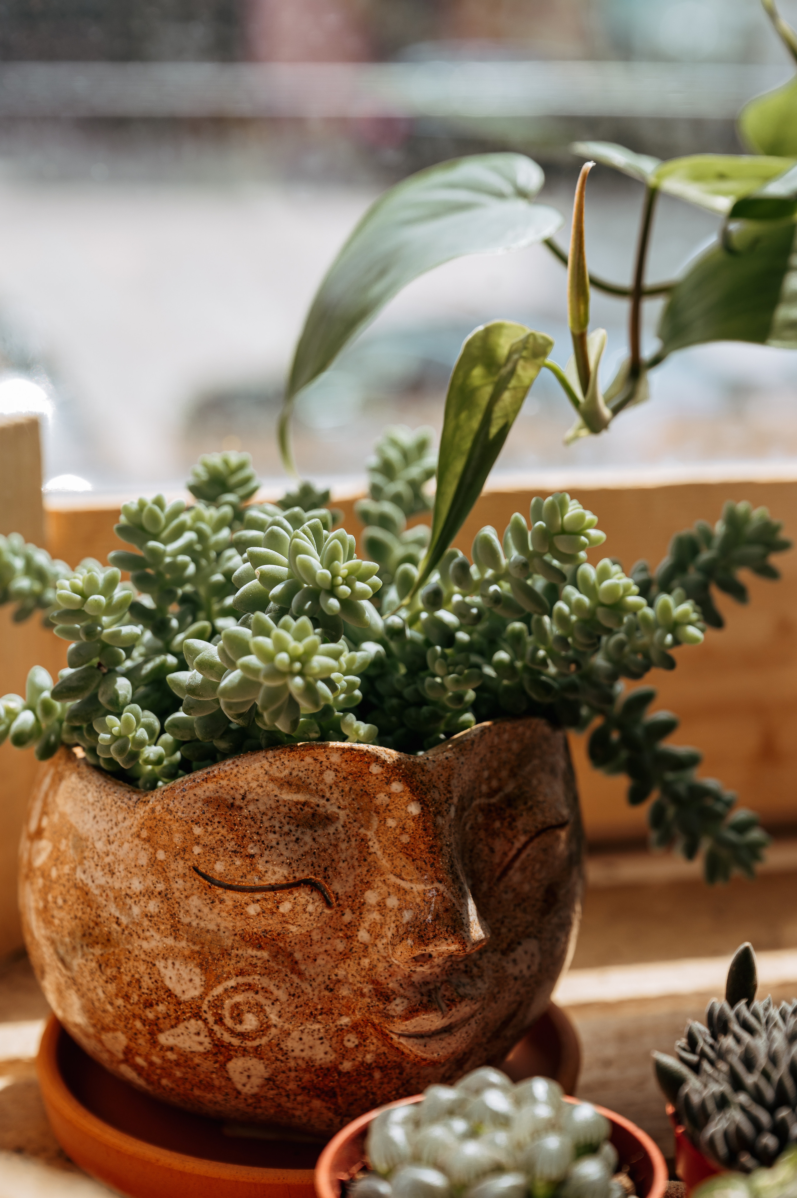 Растения 🍃. Главная