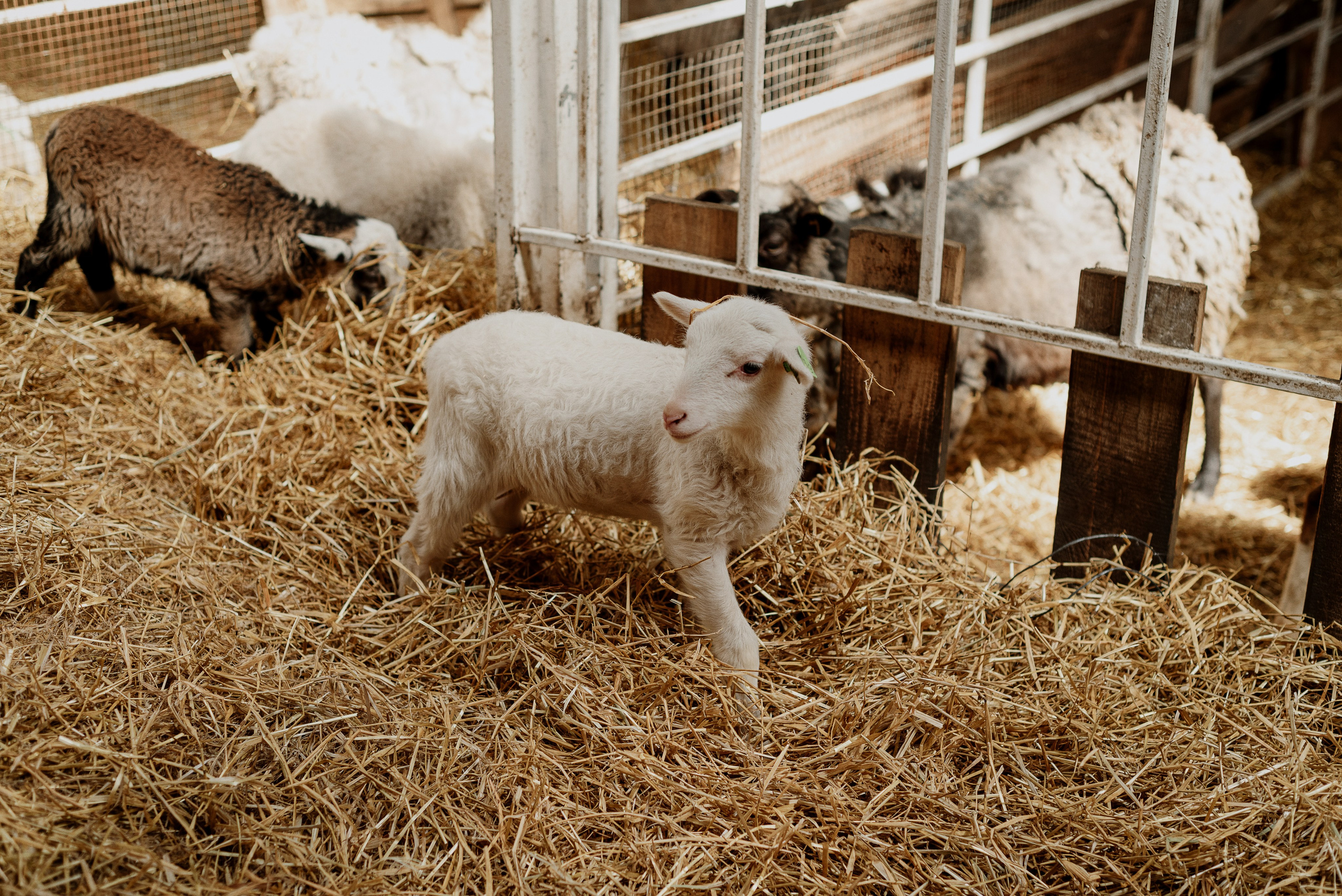 Наташа. Фотограф Ульяновск Ксения Холматова
