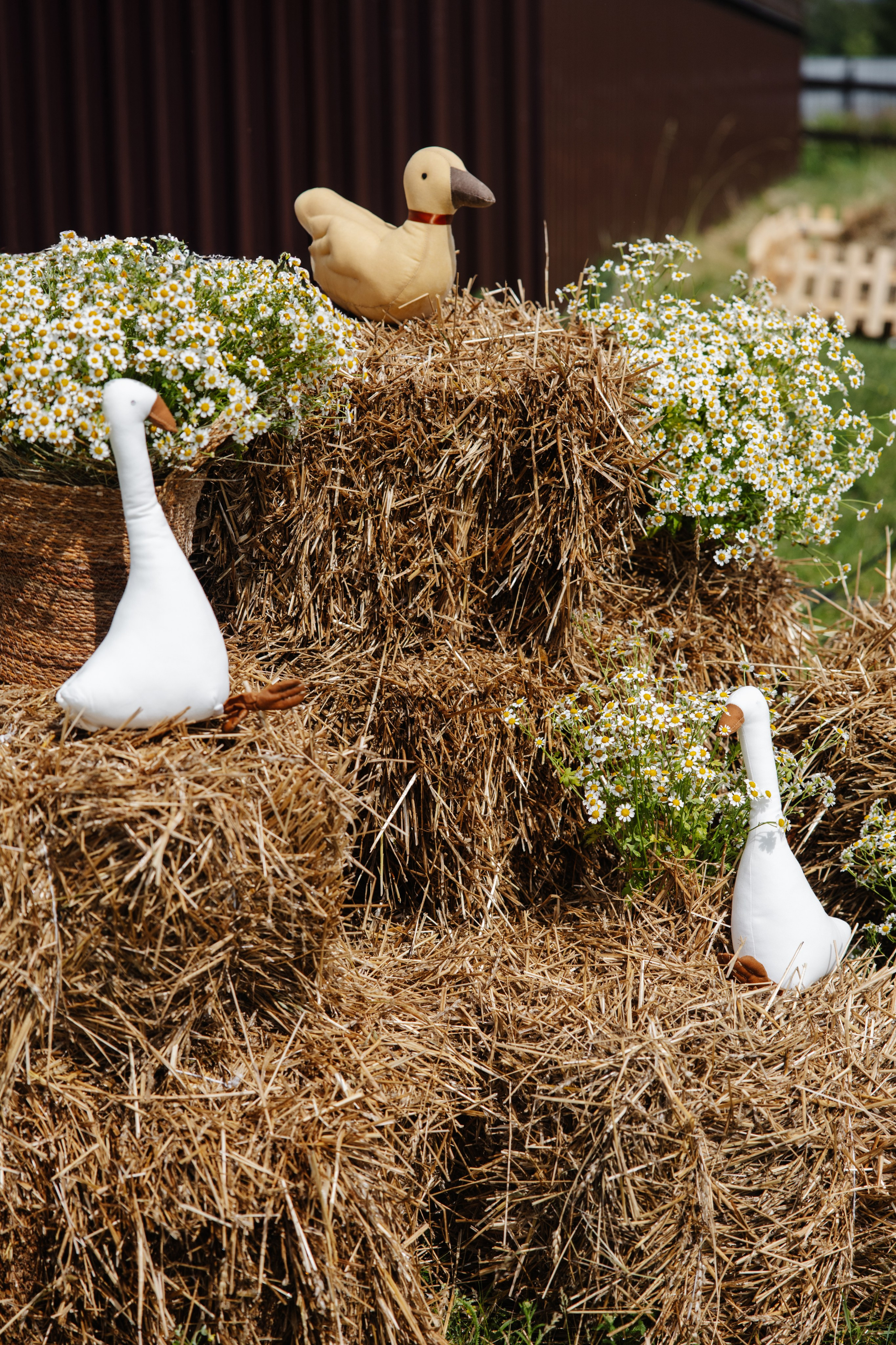 ГЕНДЕР ПАТИ. Фотограф в Красноярске