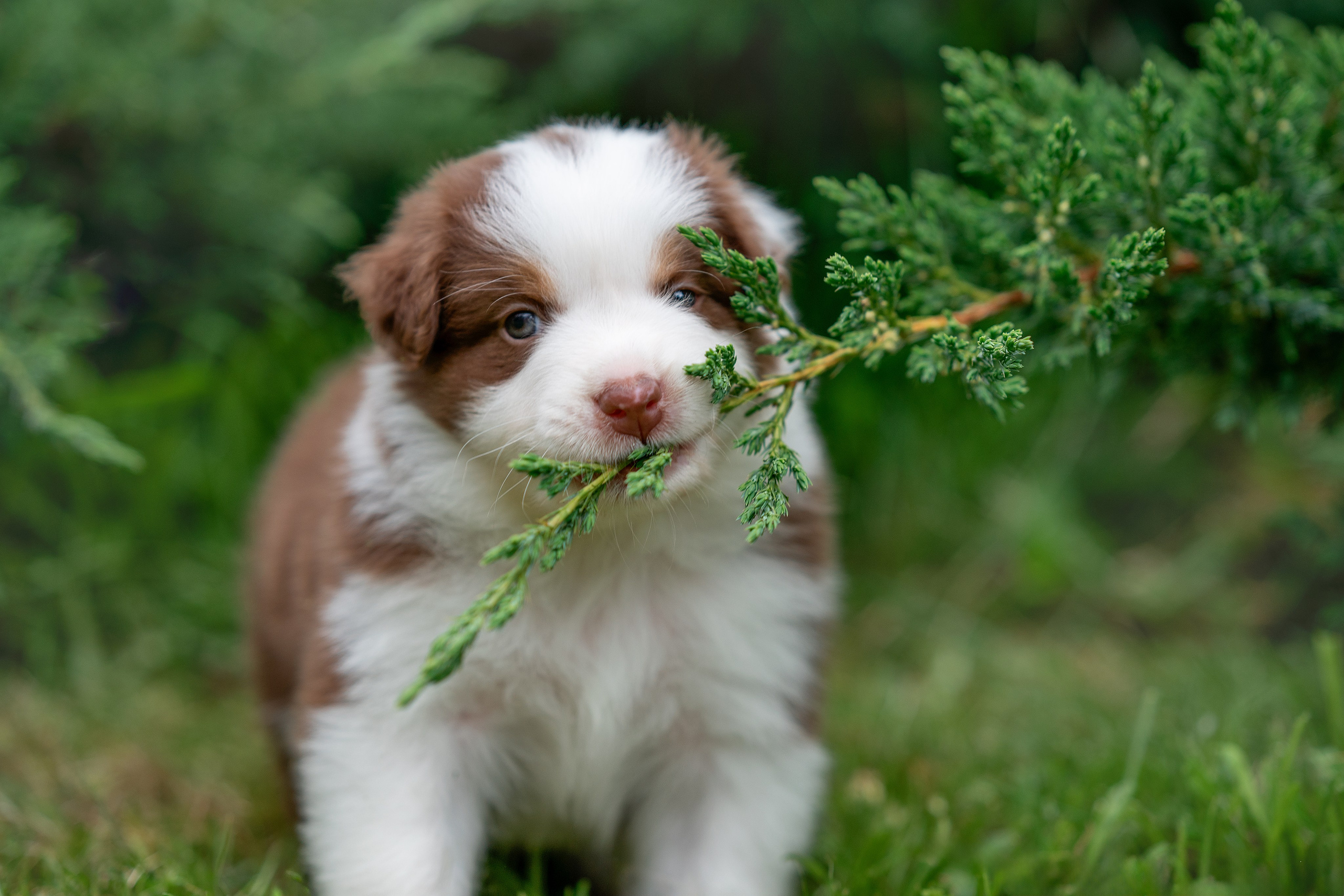 Заводчик Елизавета Степанова. Творческий фотограф Вологда