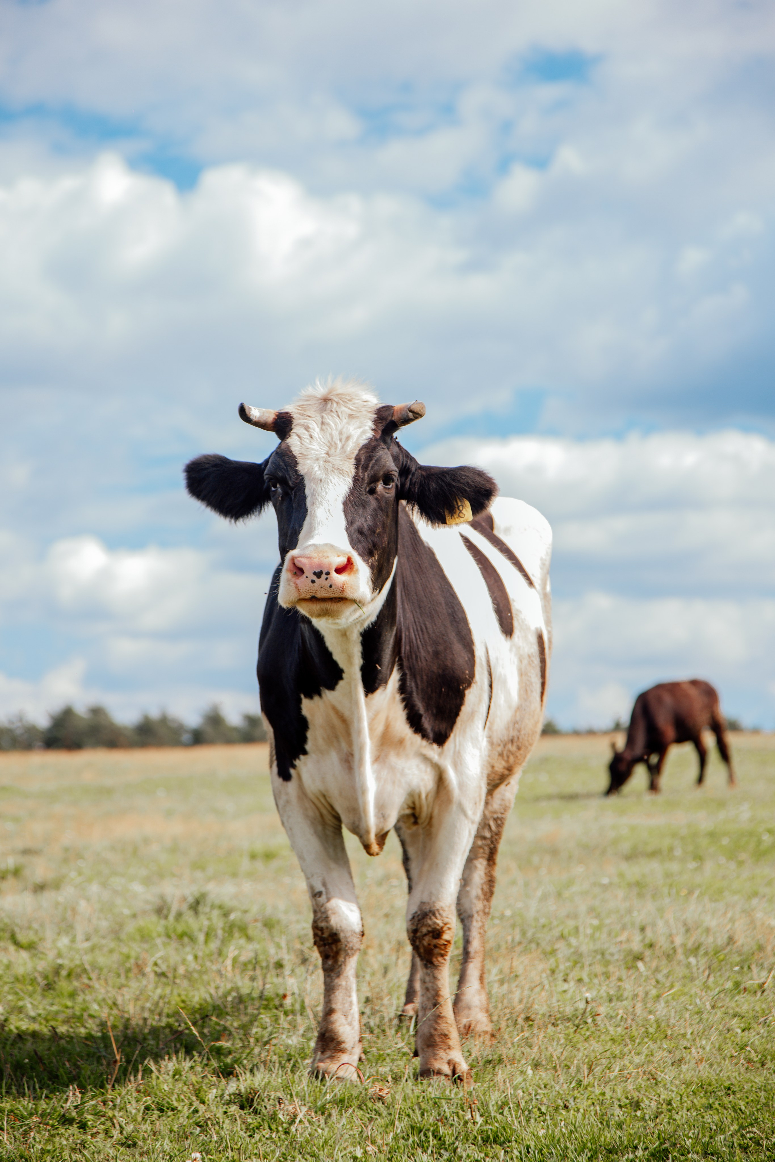 Элла Ферма. Юлия Космо — фуд-фотограф, предметный стилист, Москва