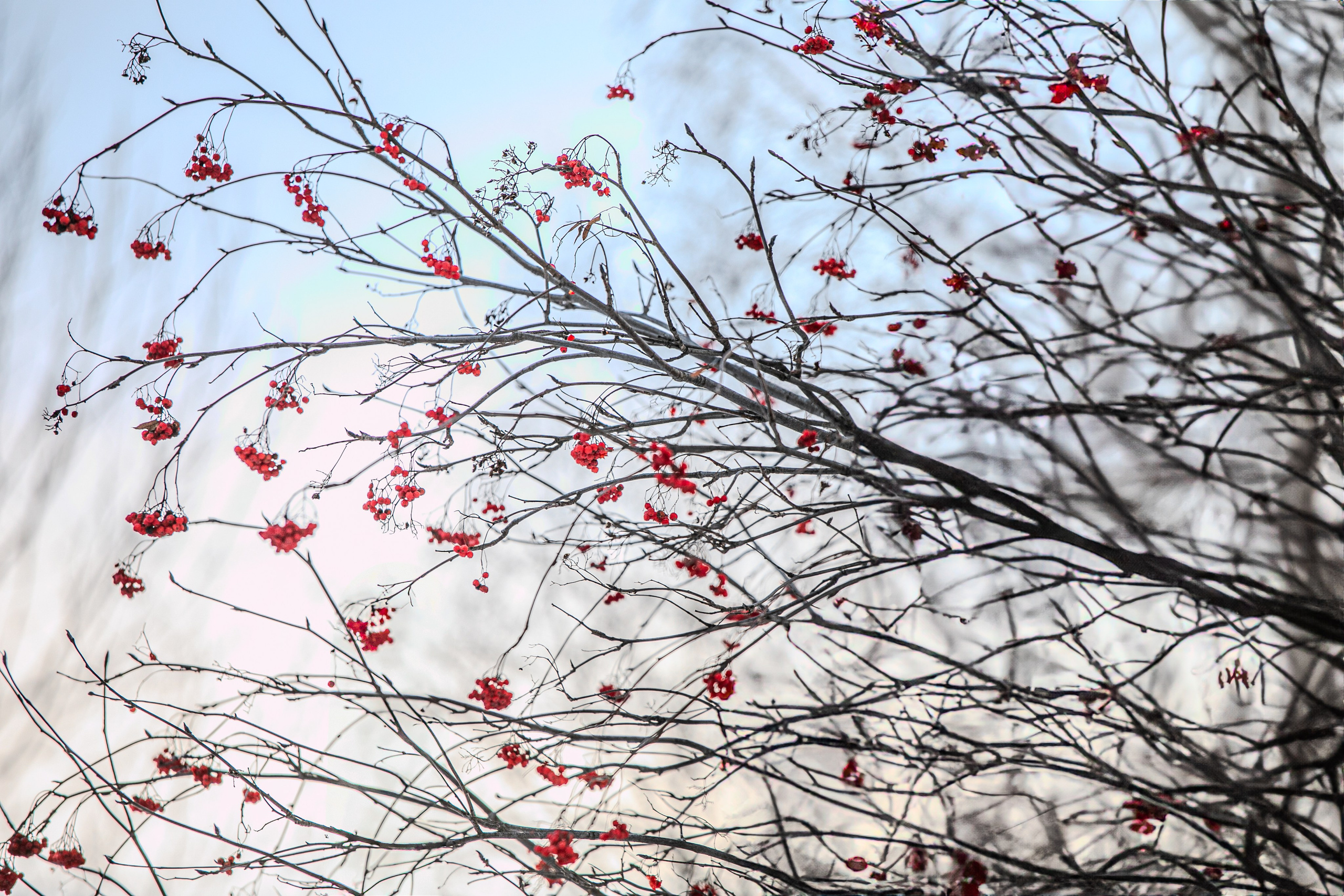 Времена года. Фотограф Елена Вишневская (Ушакова) Нефтеюганск, Сургут, Тюмень