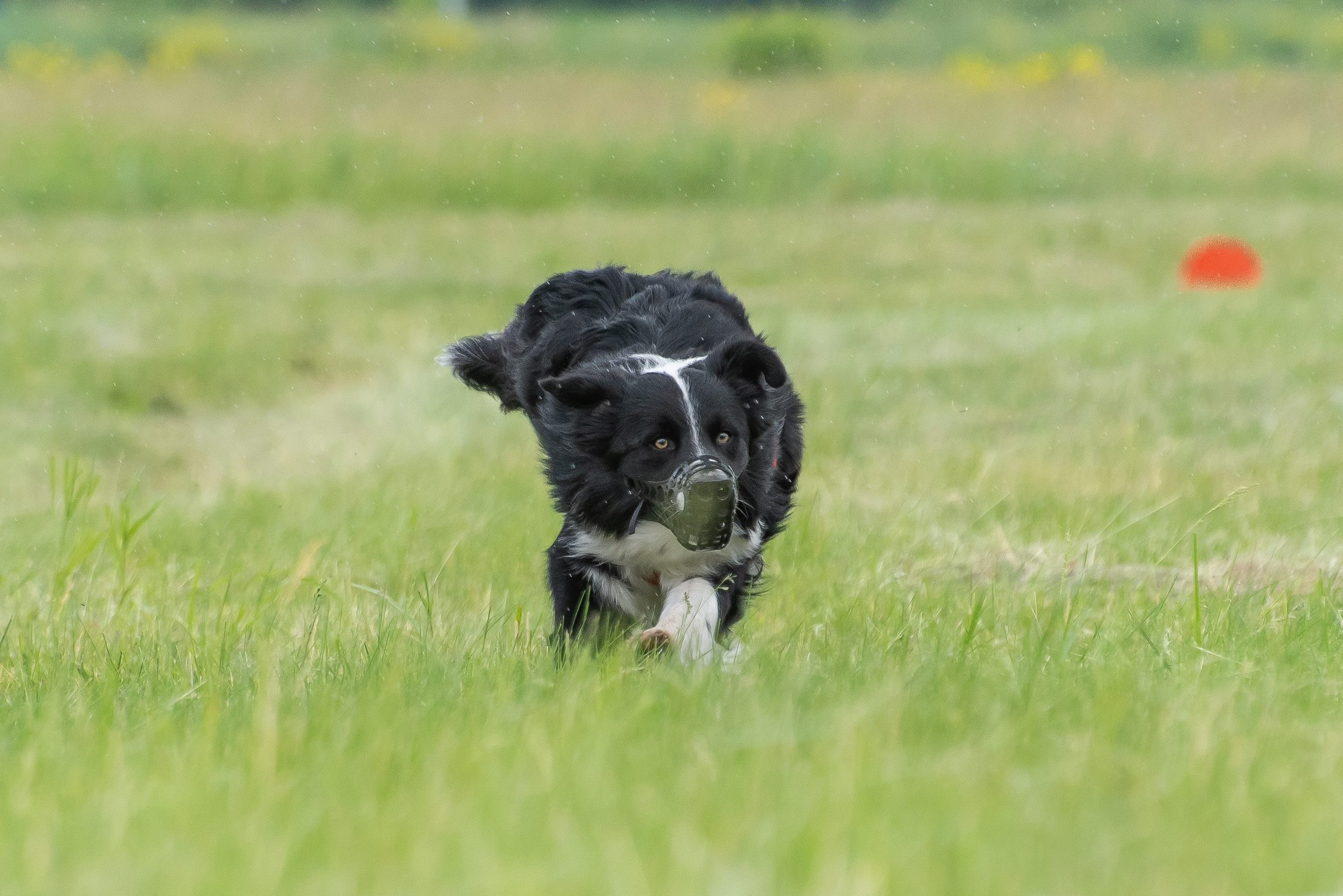 Спортивный фотограф анималист курсинг. Фотограф Макс Огурцов в Нижнем Новгороде