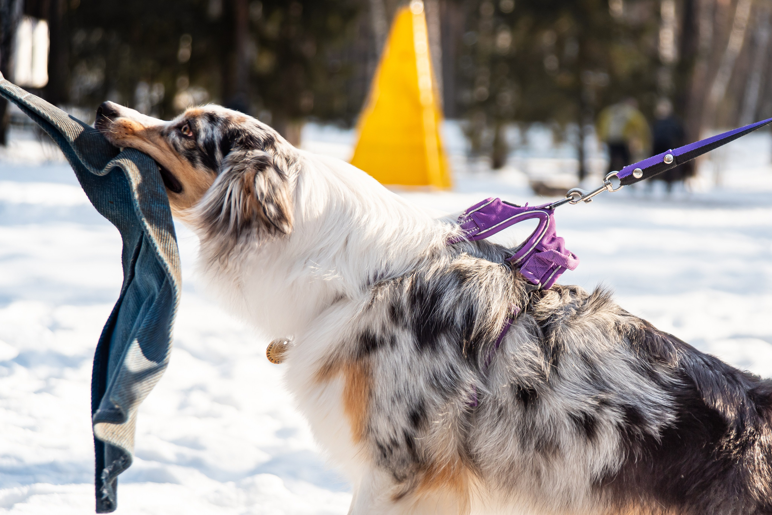 Фотосъёмка с собаками в Кинологическом лагере. Фотограф Макс Огурцов в Нижнем Новгороде