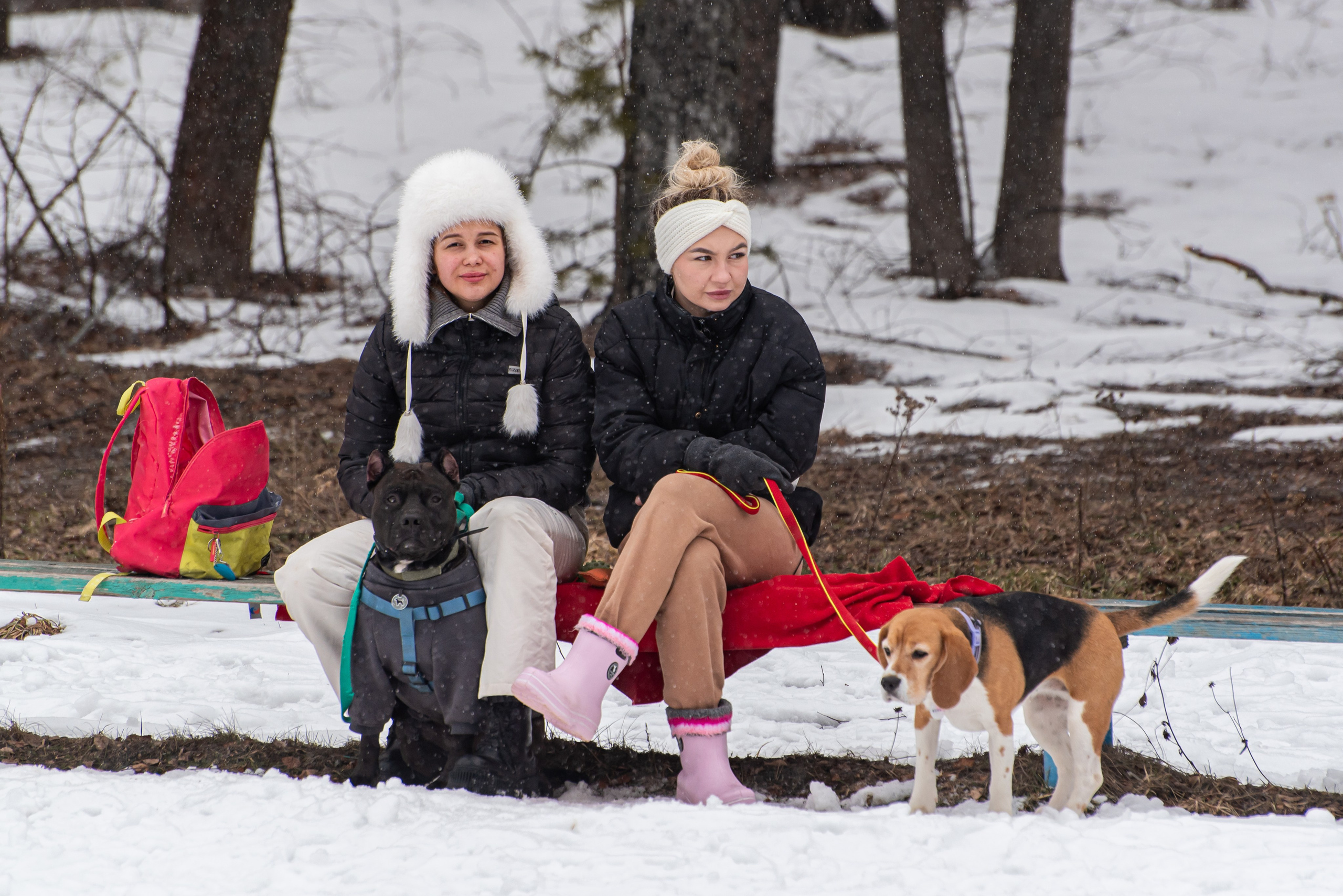 Фотосъёмка с собаками в Кинологическом лагере. Фотограф Макс Огурцов в Нижнем Новгороде