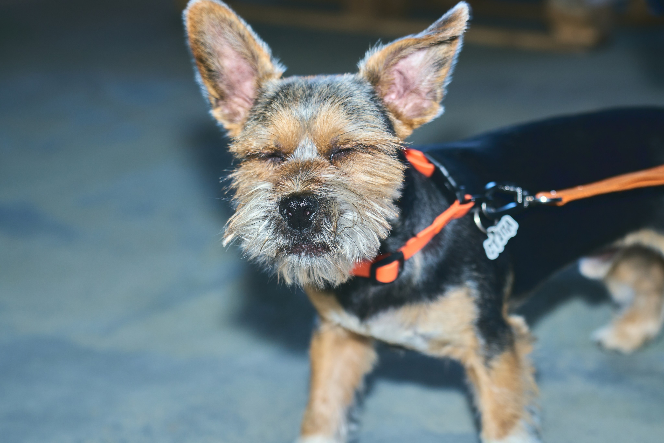 Dollars Car Party. Фотограф во Владивостоке