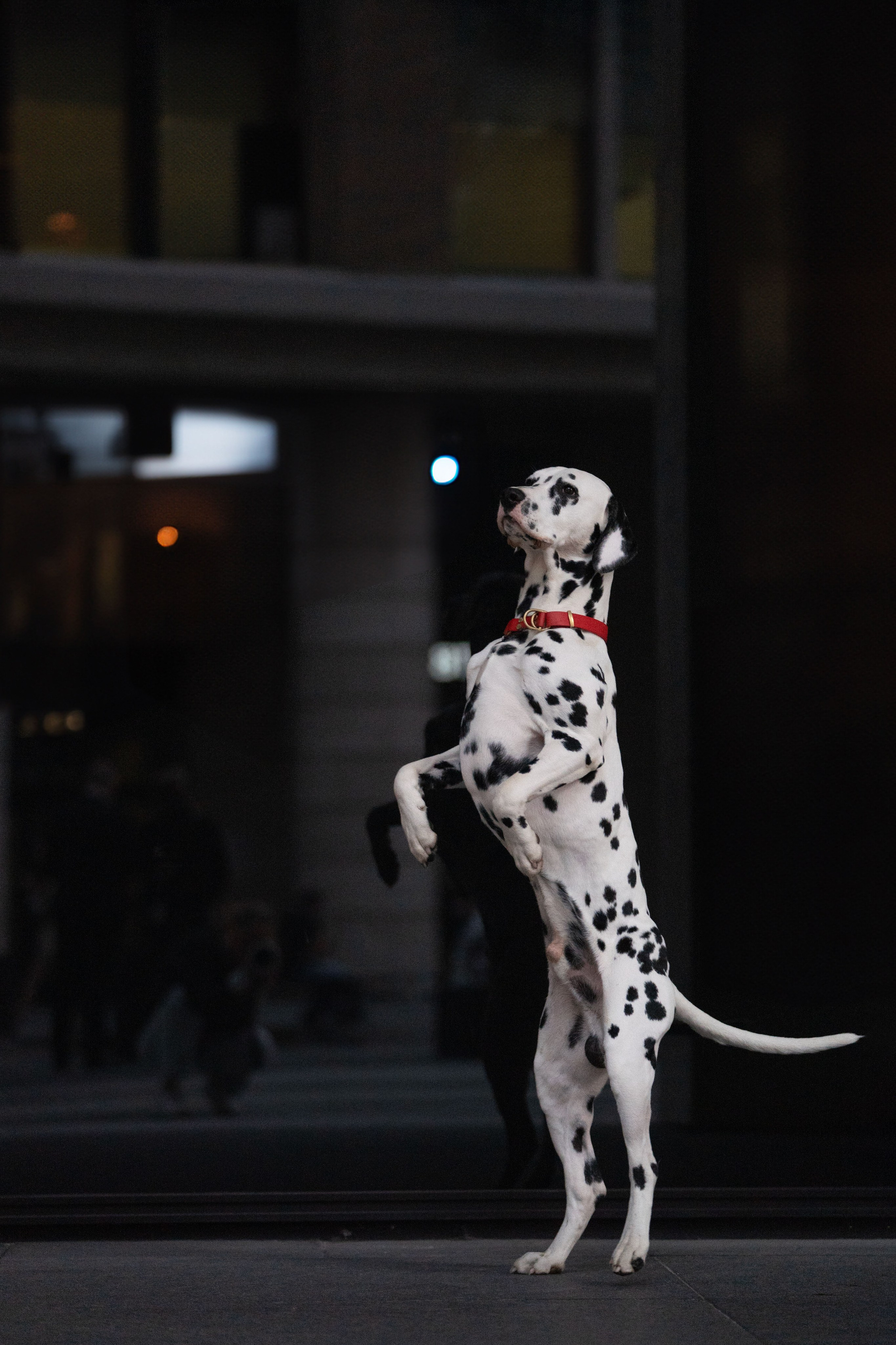 1 Далматин. Фотограф анималист