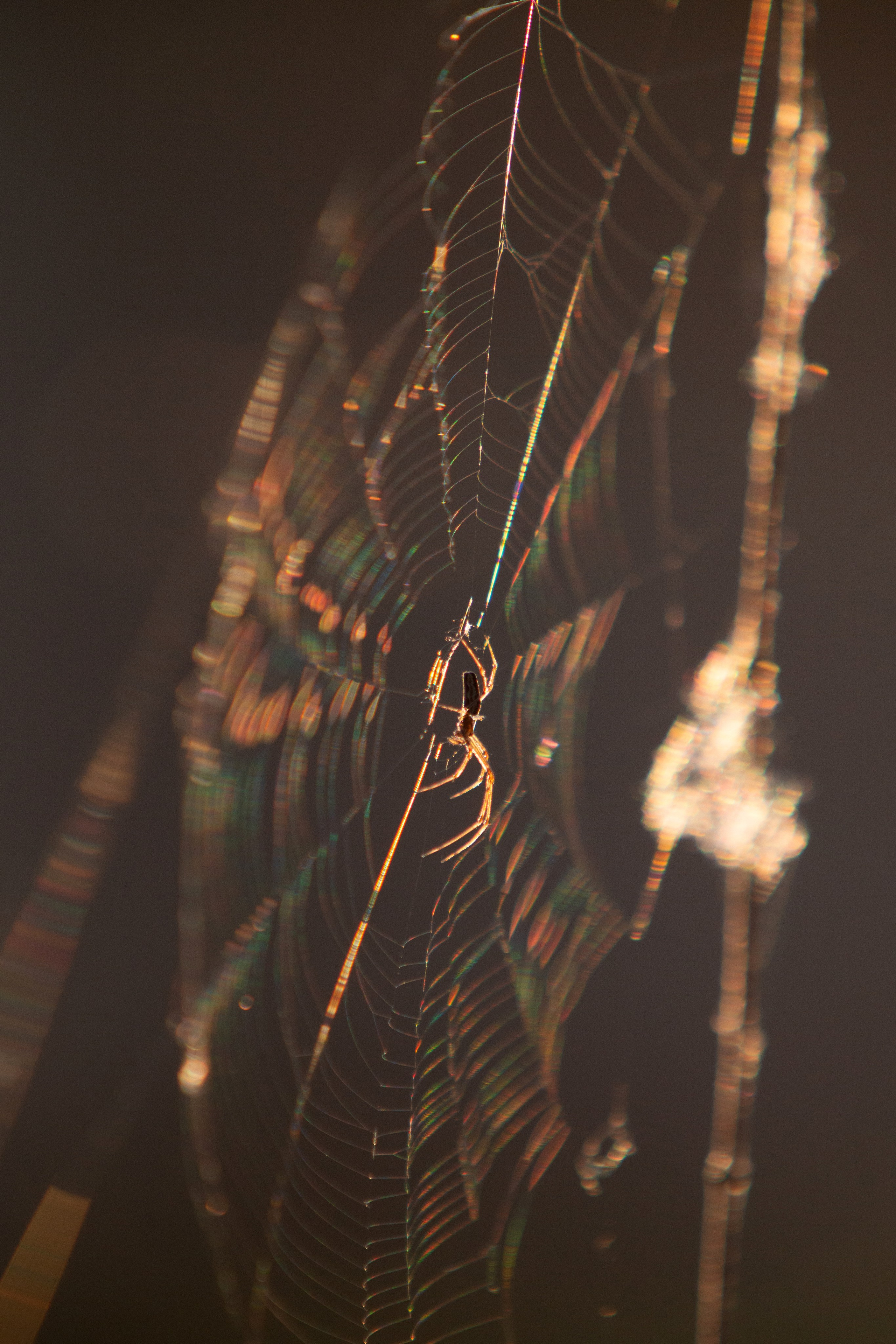 Макро. Фотограф Лагутин Анатолий