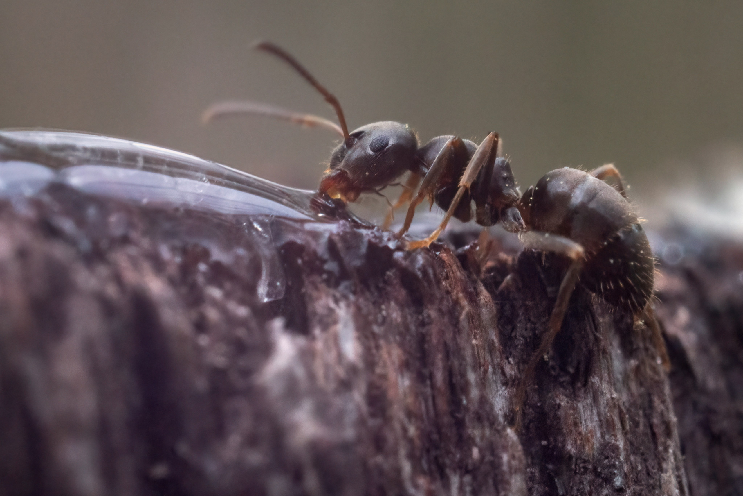 Макро. Фотограф Лагутин Анатолий