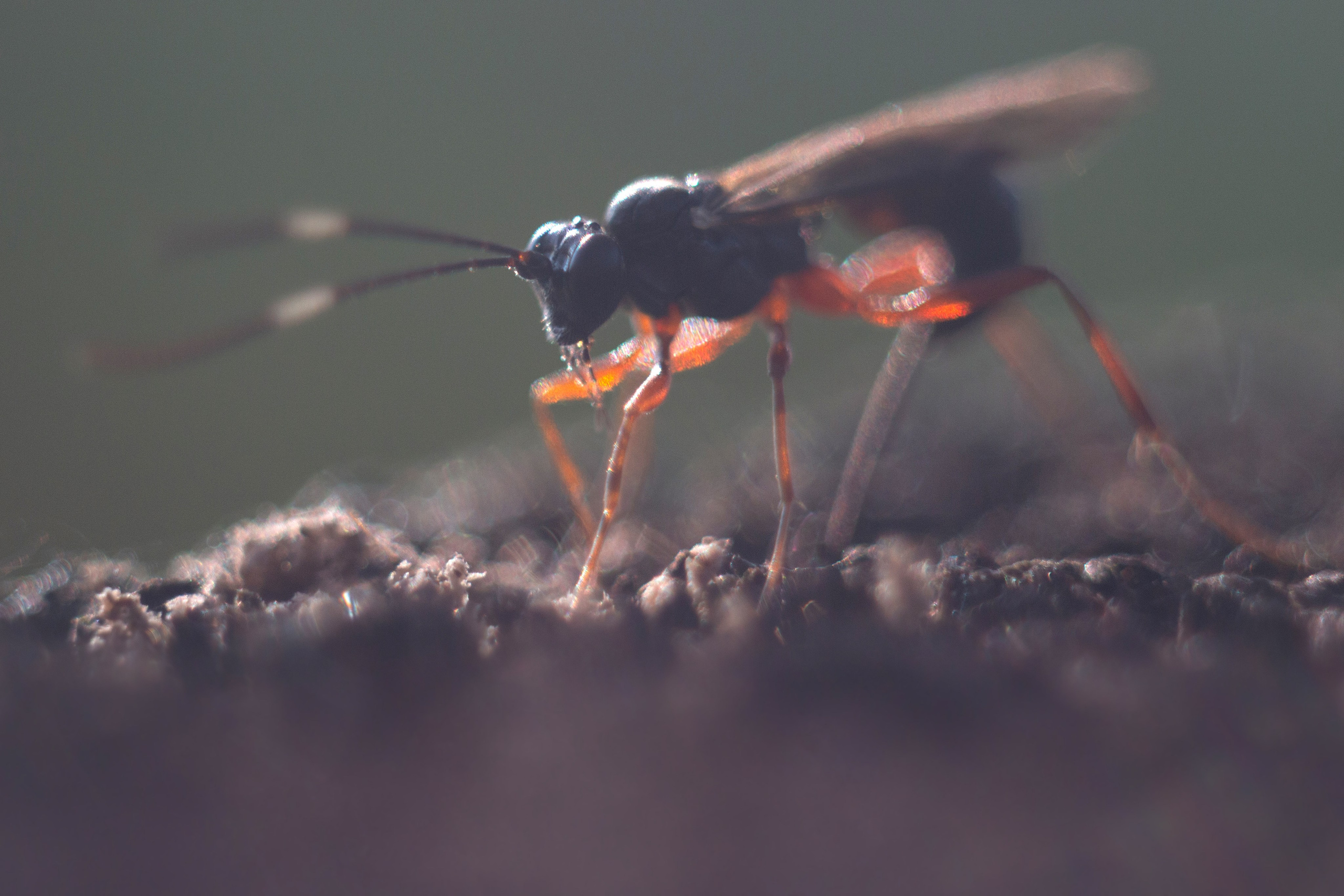 Макро. Фотограф Лагутин Анатолий