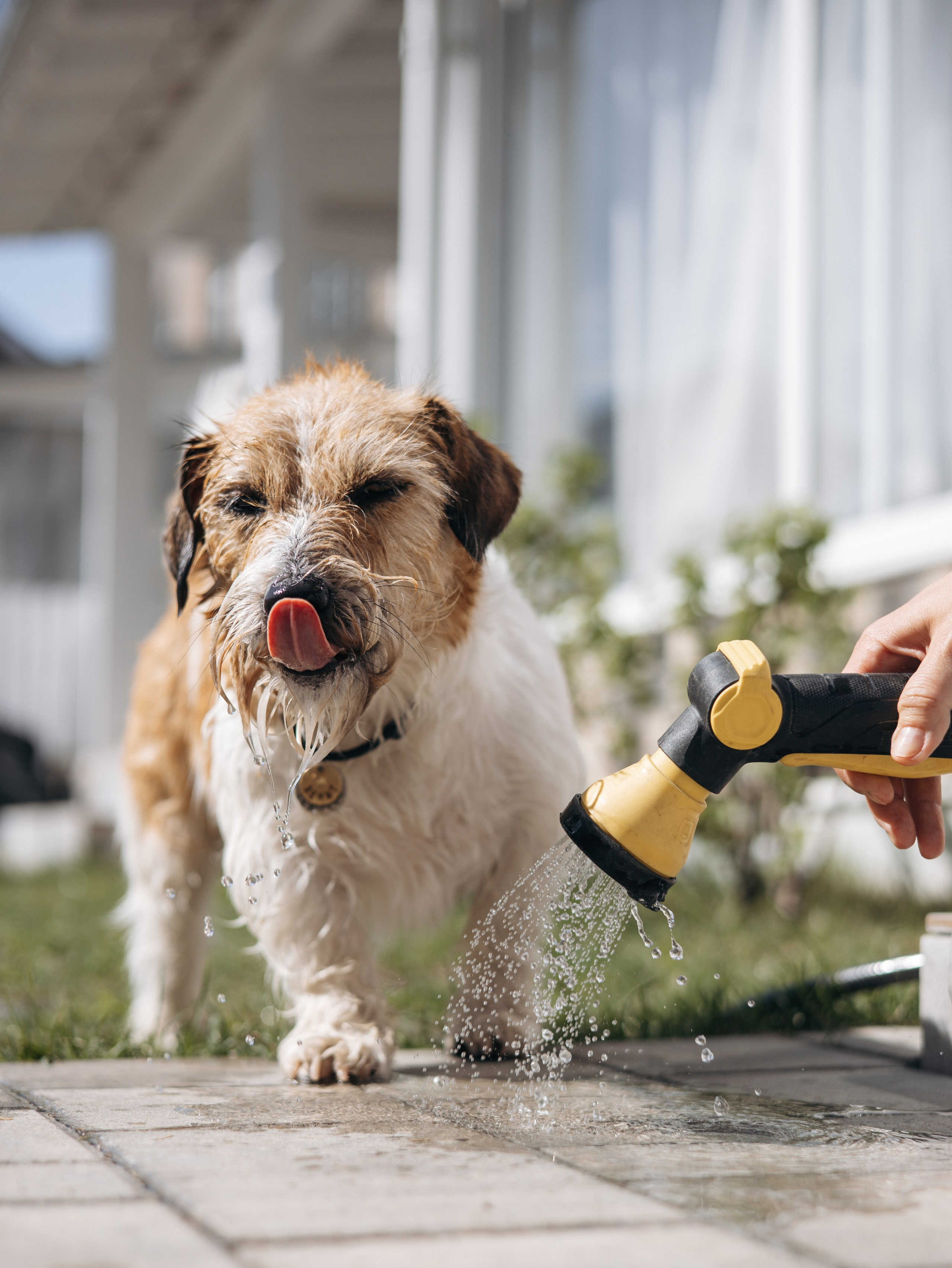 День рождение Зенита. Фотограф-анималист в Москве Кириллова Татьяна