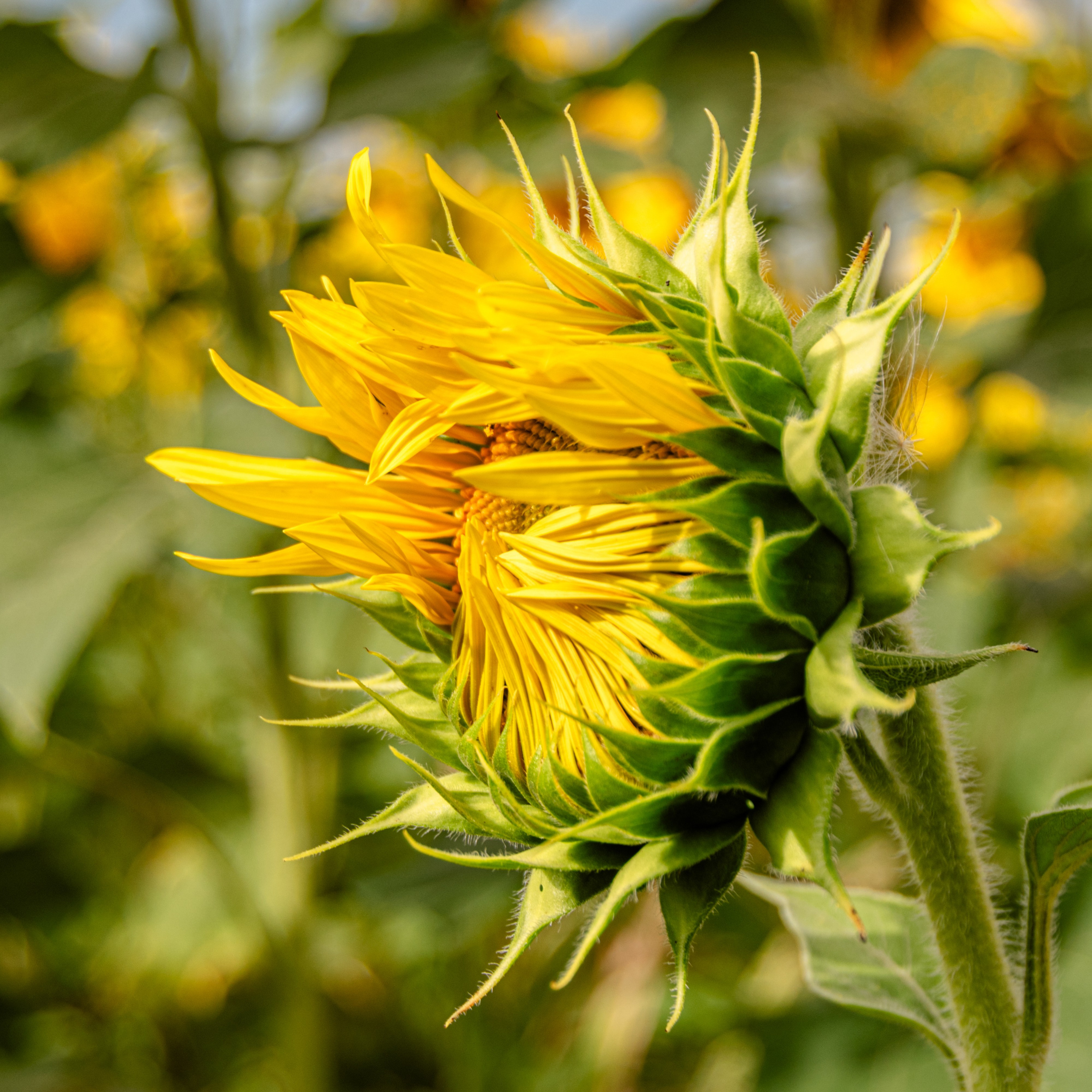 Природа Самарской области в кадре. Дикие степи, Жигулёвские горы и волжские просторы — авторские фотографии уникальных ландшафтов. Фотограф Самара — репортажная, свадебная, интерьерная съёмка от Ильи Петрова, профессионала своего дела