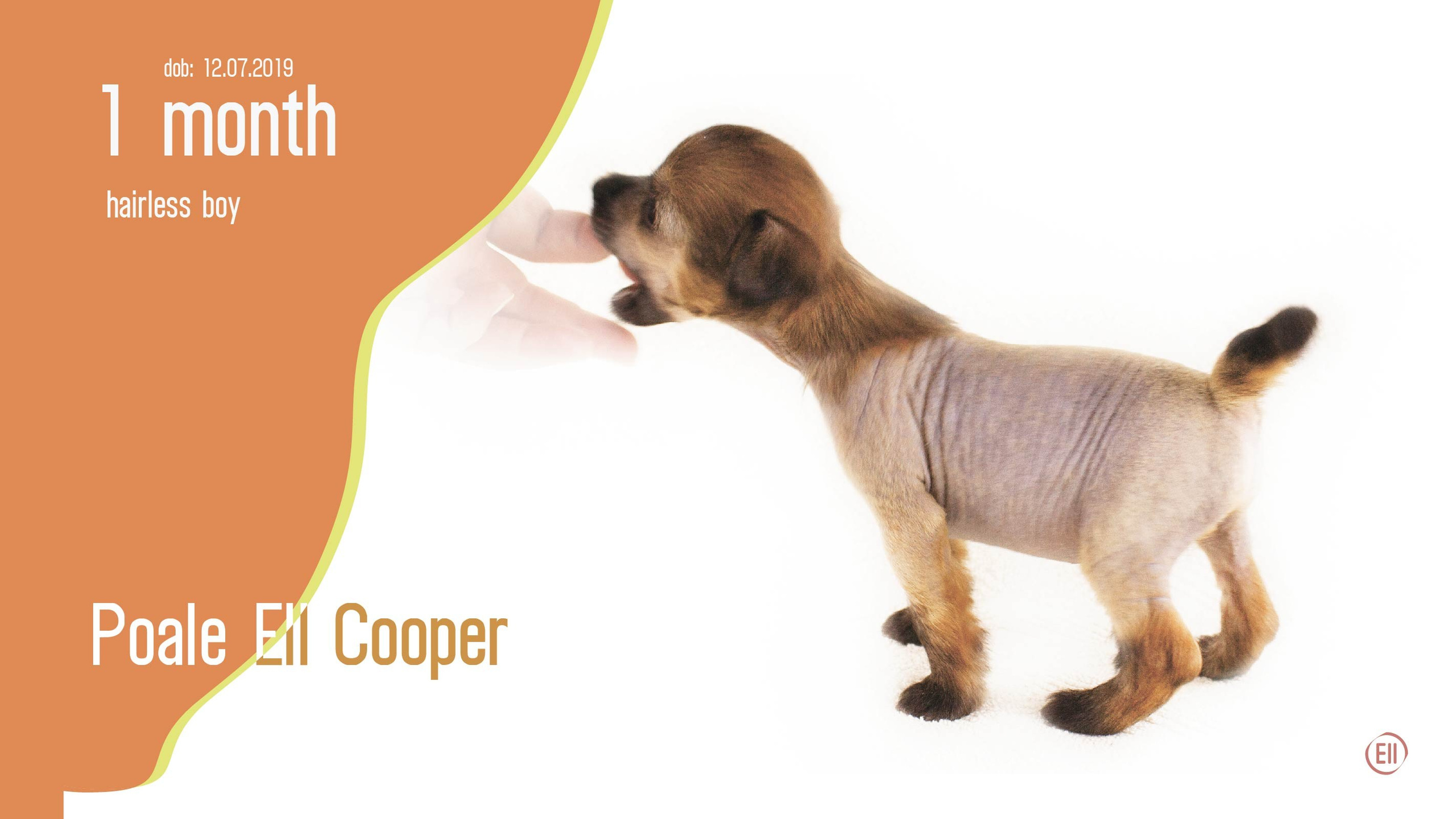 Litter C. Chinese Crested Dog Kennel Poale Ell