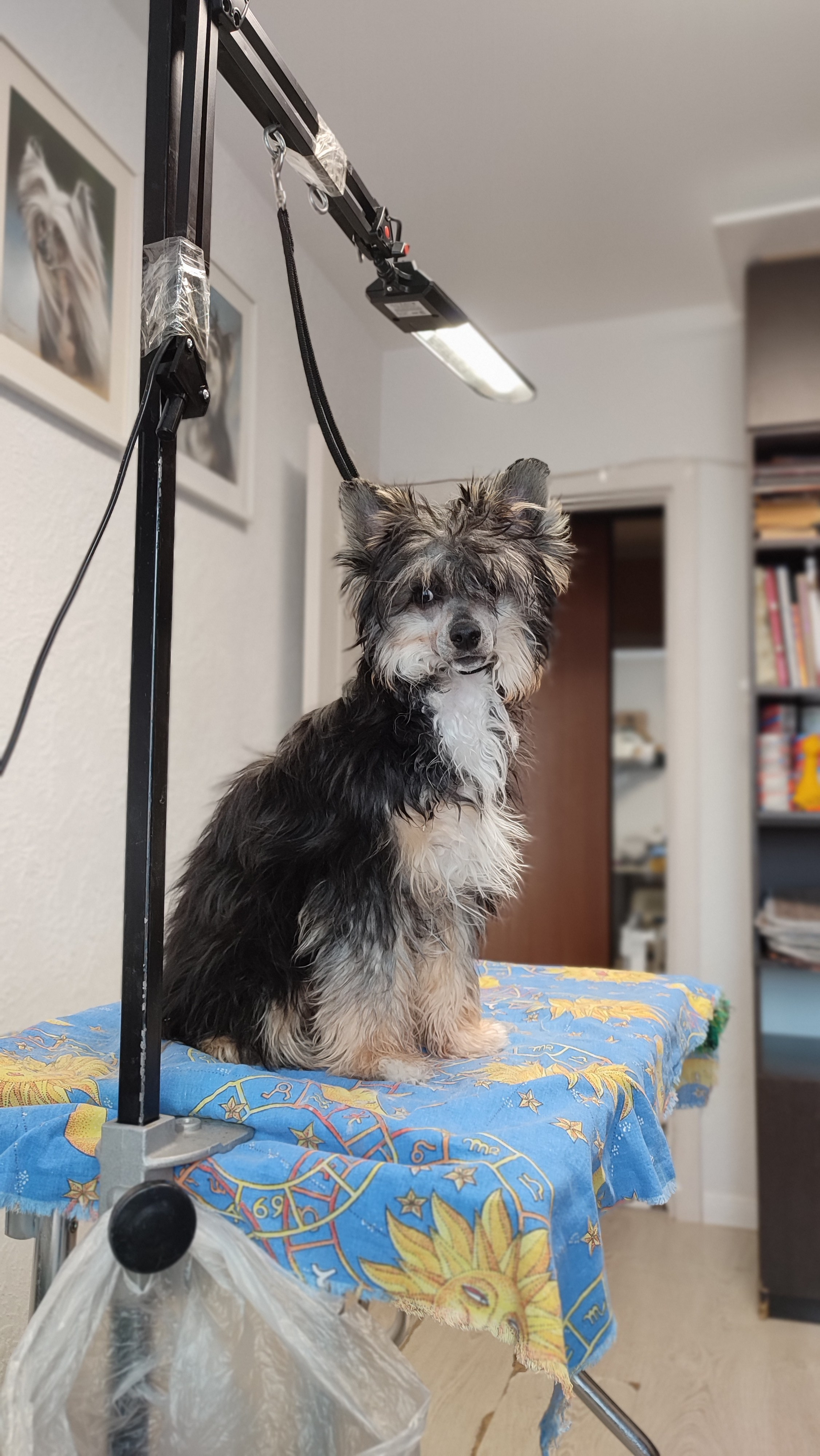 Нашей красавице Грэйсюше 7 месяцев. Питомник китайских хохлатых собак Poale Ell: купить щенка