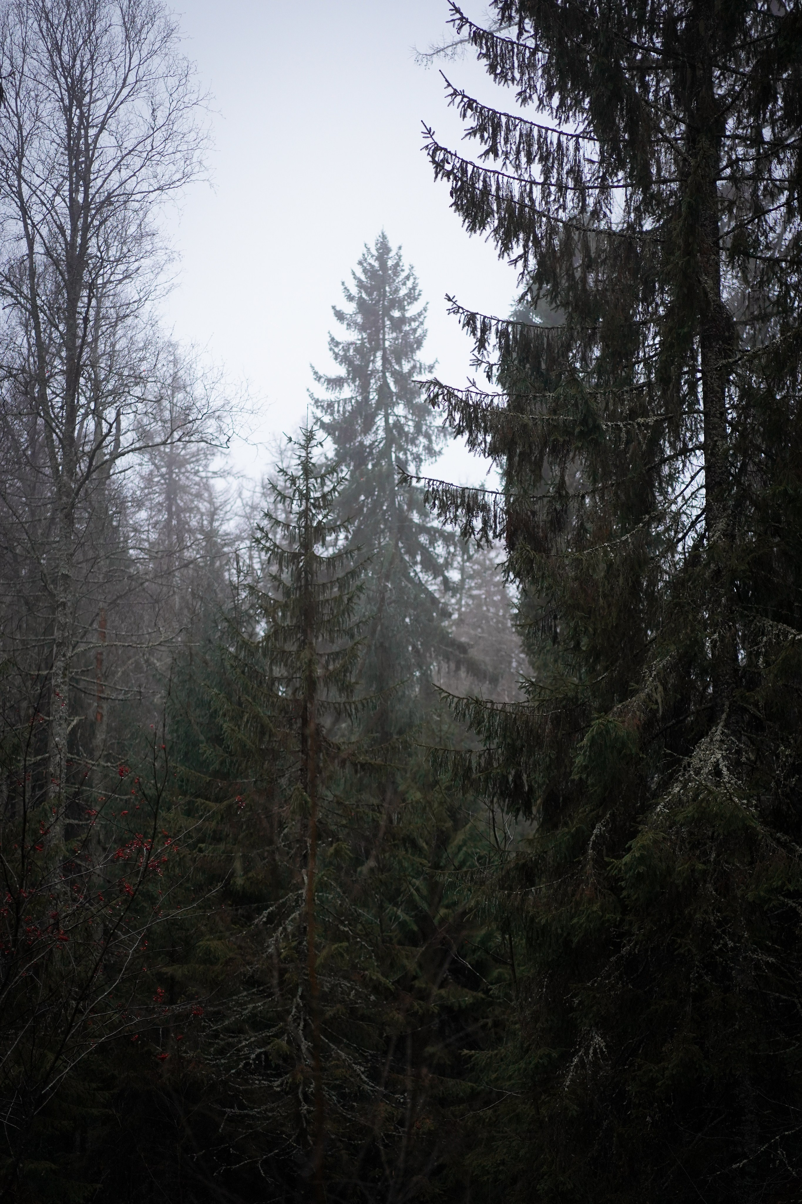 Панда Ноябрь. Фотограф-анималист в Санкт-Петербурге Яна Мартынова