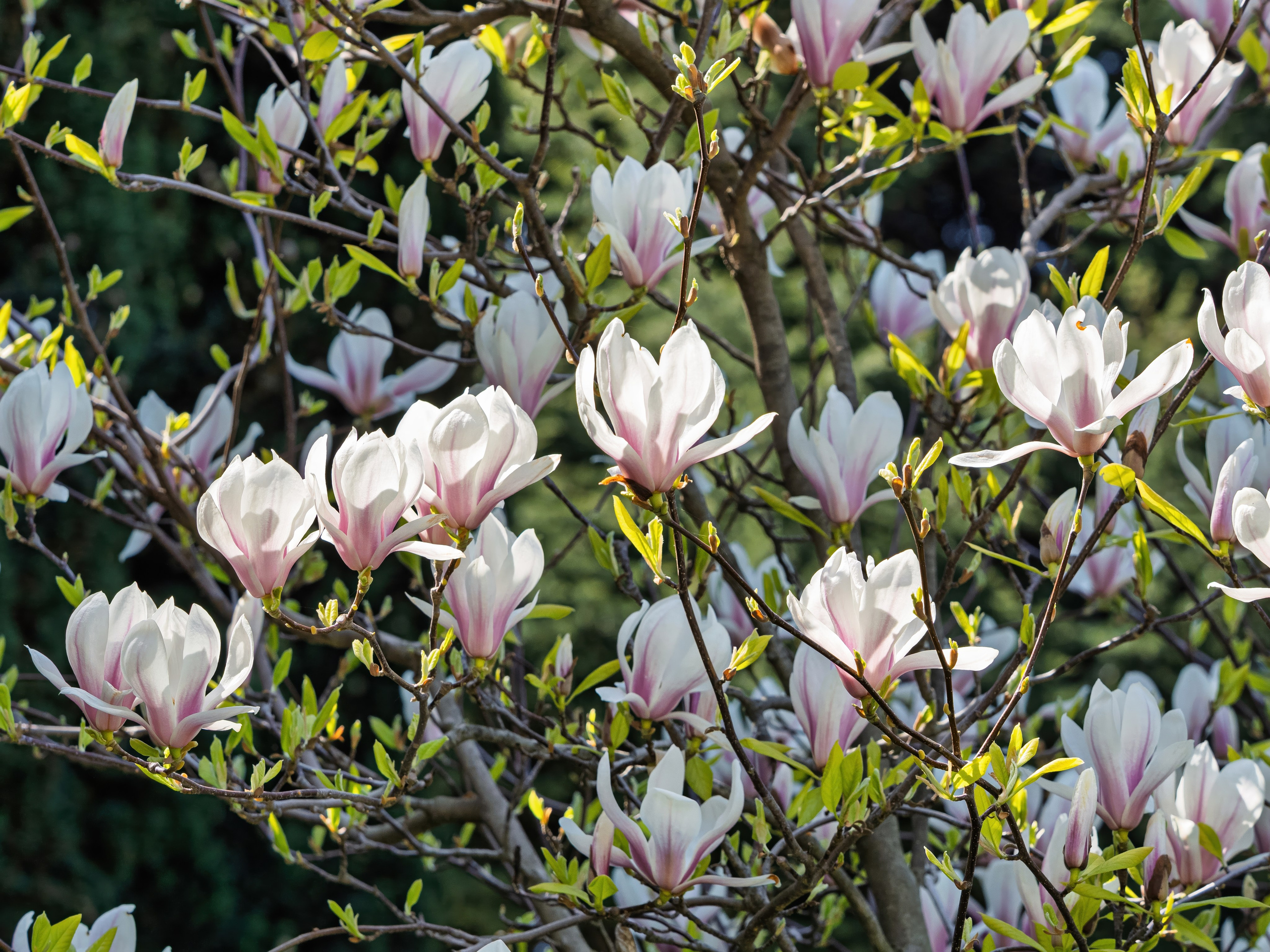 Крым, Утес, 2021 год. Фотограф Никифоров-Гордеев Сергей. Москва и МО