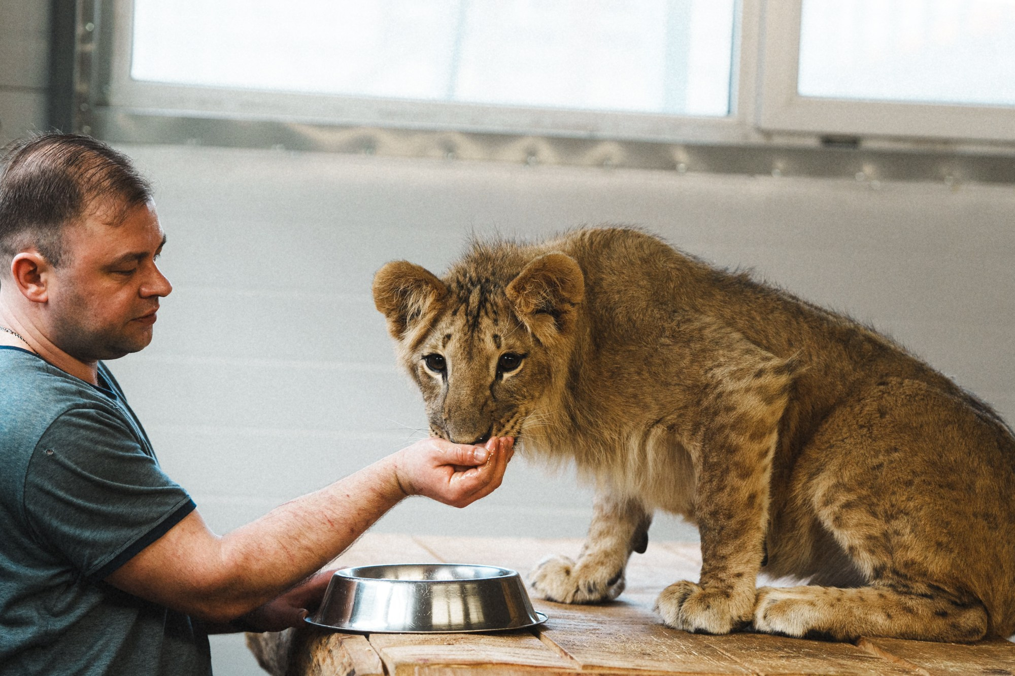 Карельский зоопарк. Zekons. Фото, видео, нейросети