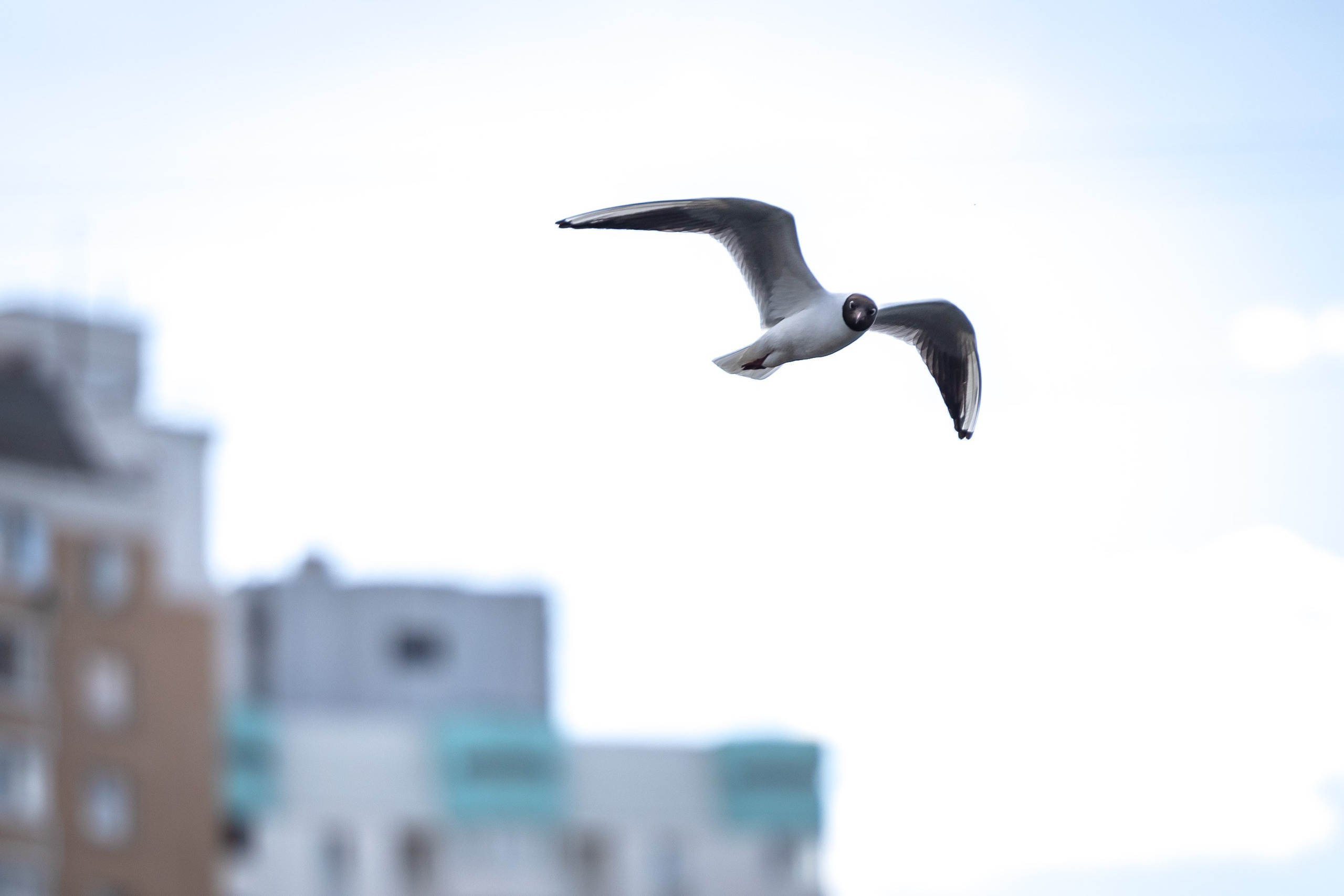 Птицы. Фотограф Владимир Охрименко