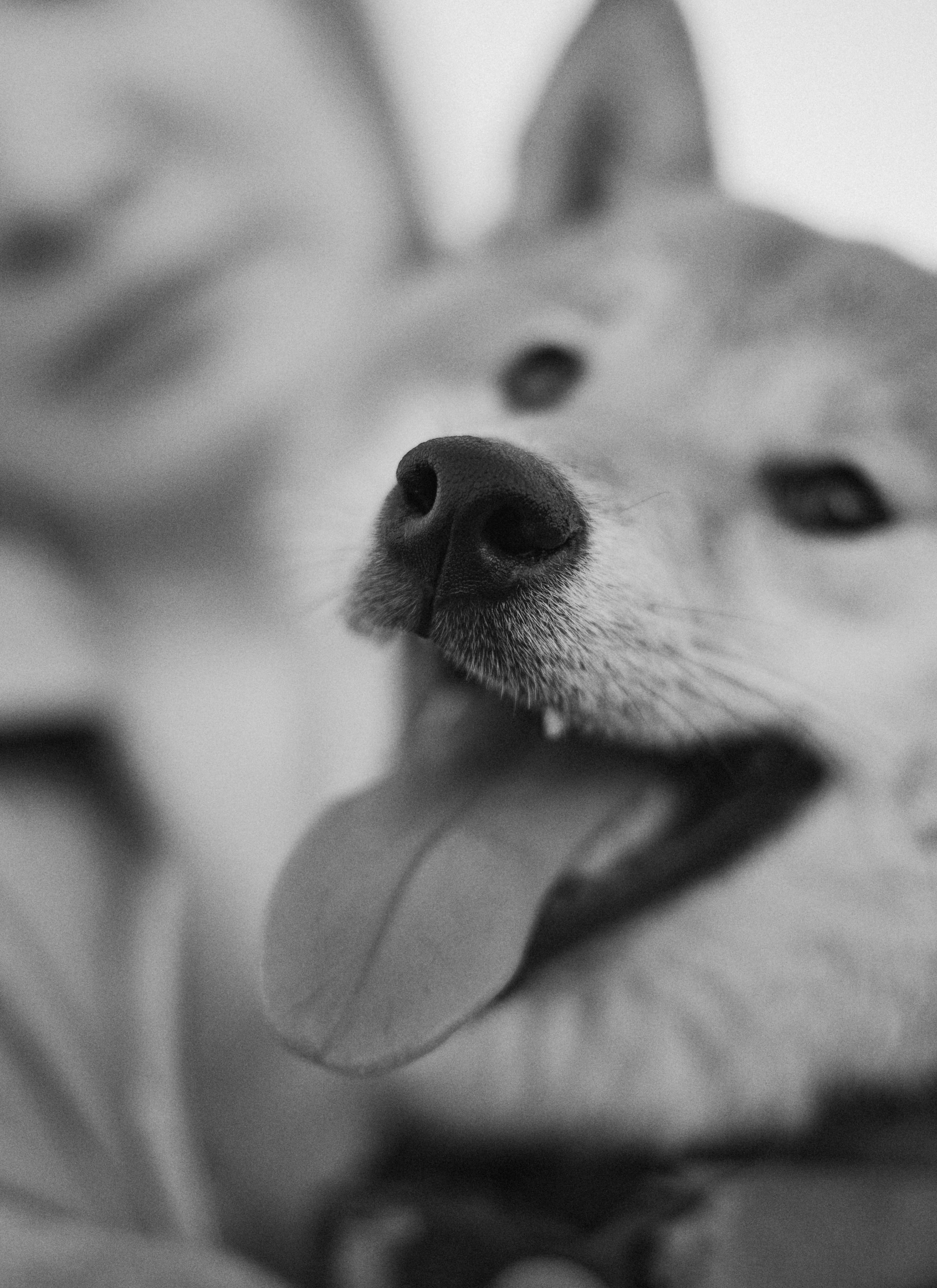 Аня и Шани. Фотограф-анималист Богданова Полина