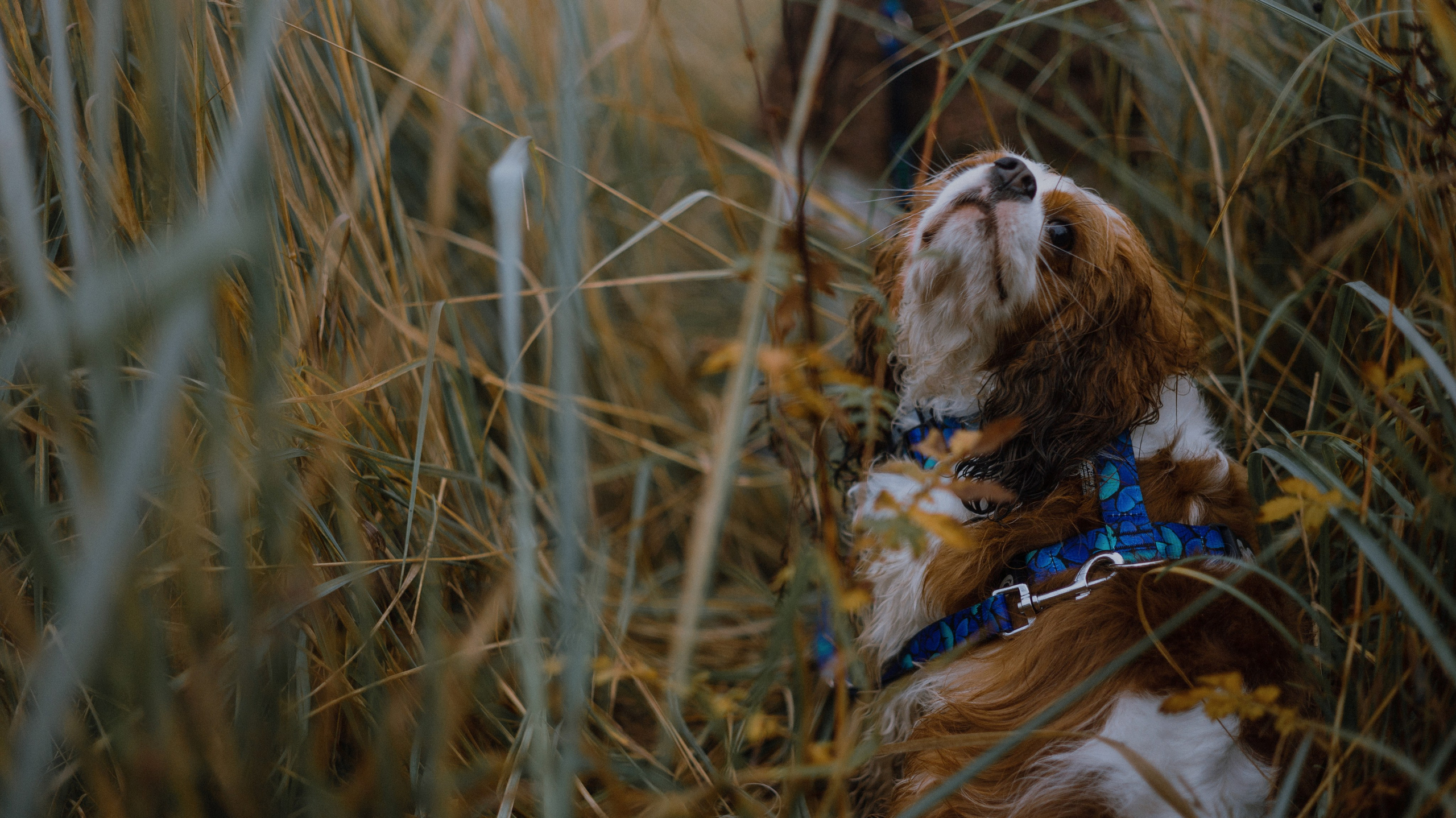 Маша и Дарси. Фотограф-анималист Богданова Полина