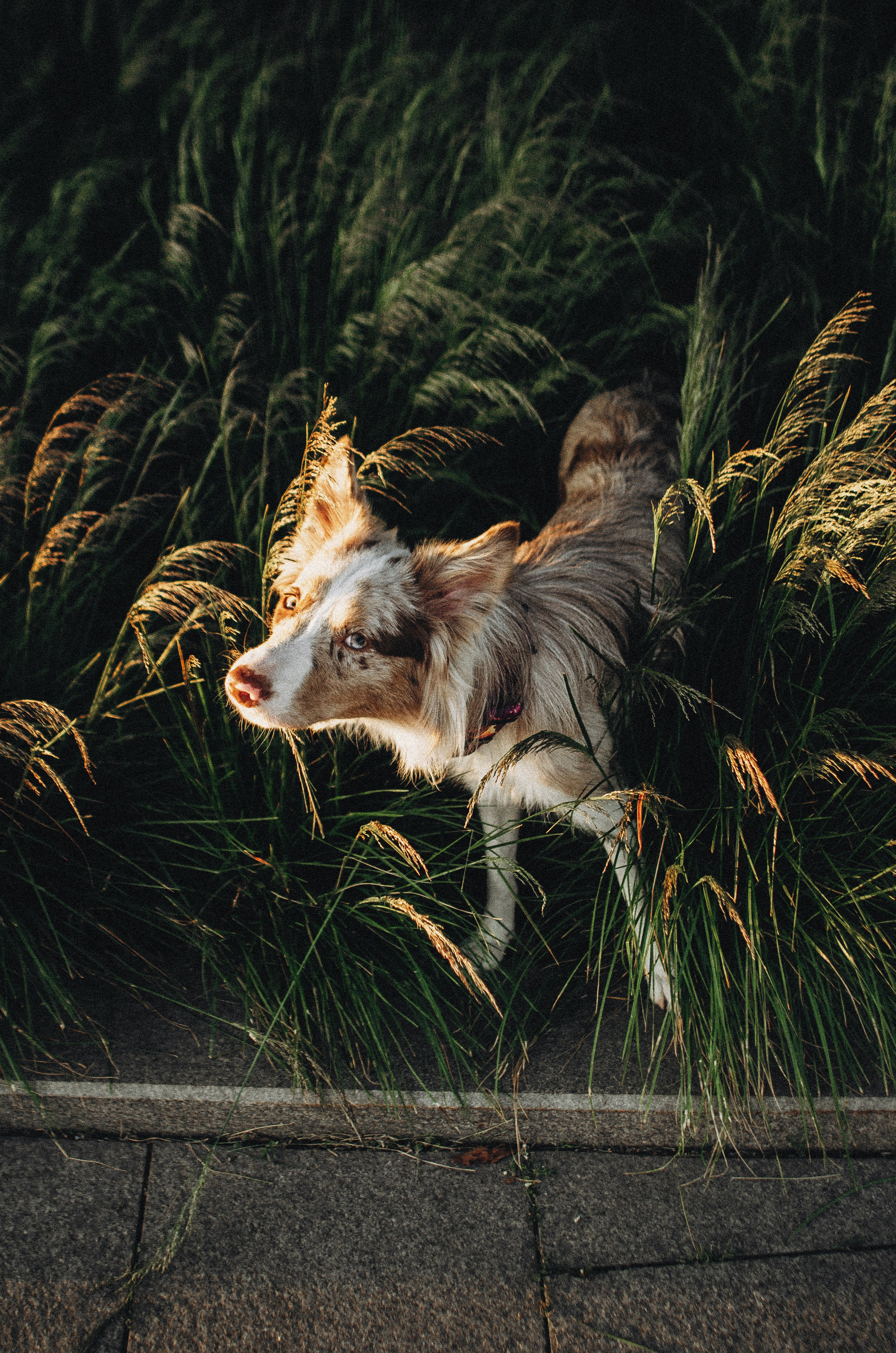 Аня и Дэймон. Фотограф-анималист Богданова Полина