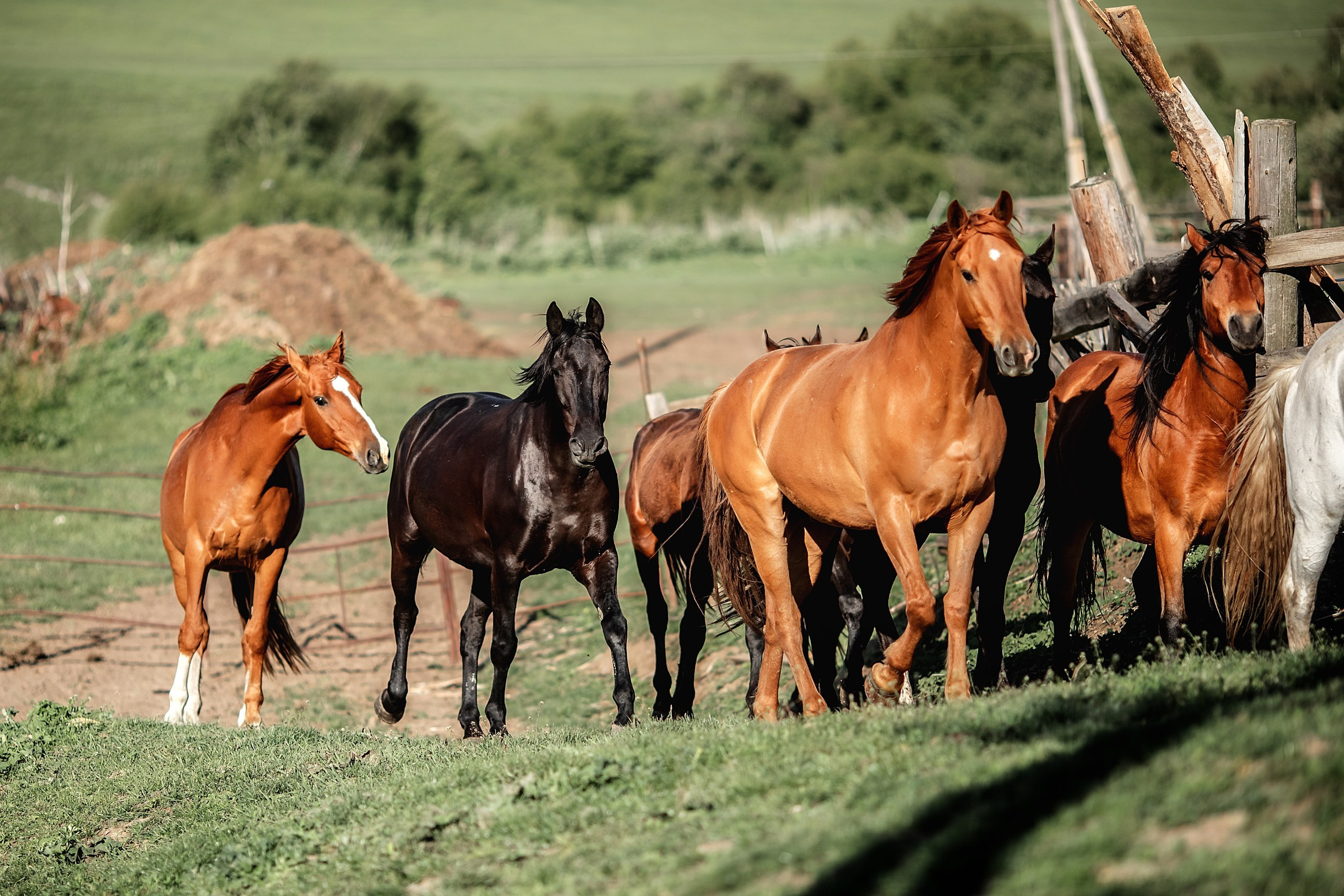 КЧР май'24. BrisArts