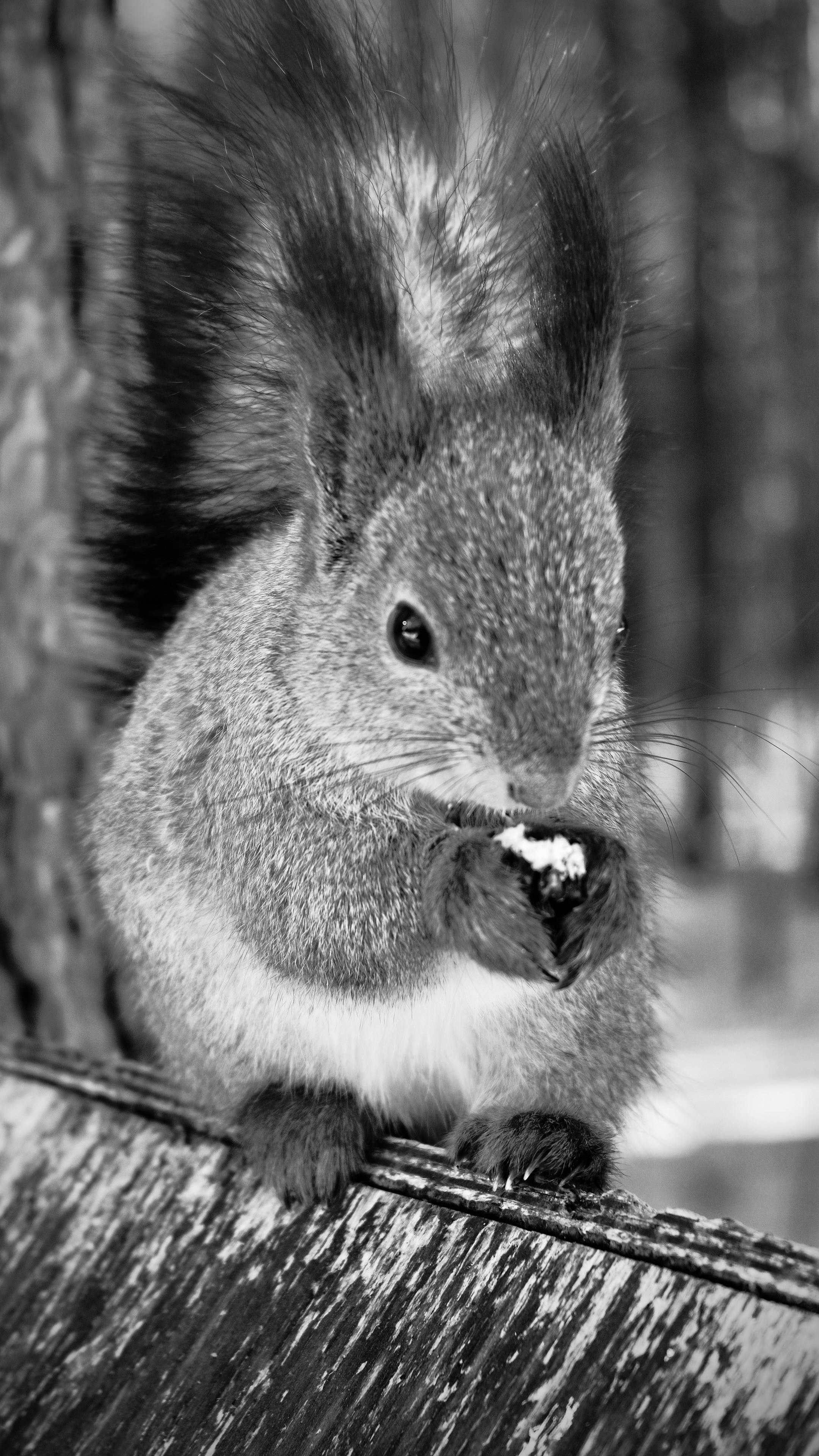 Зверята. Репортажный и семейный фотограф — Шелихов Сергей