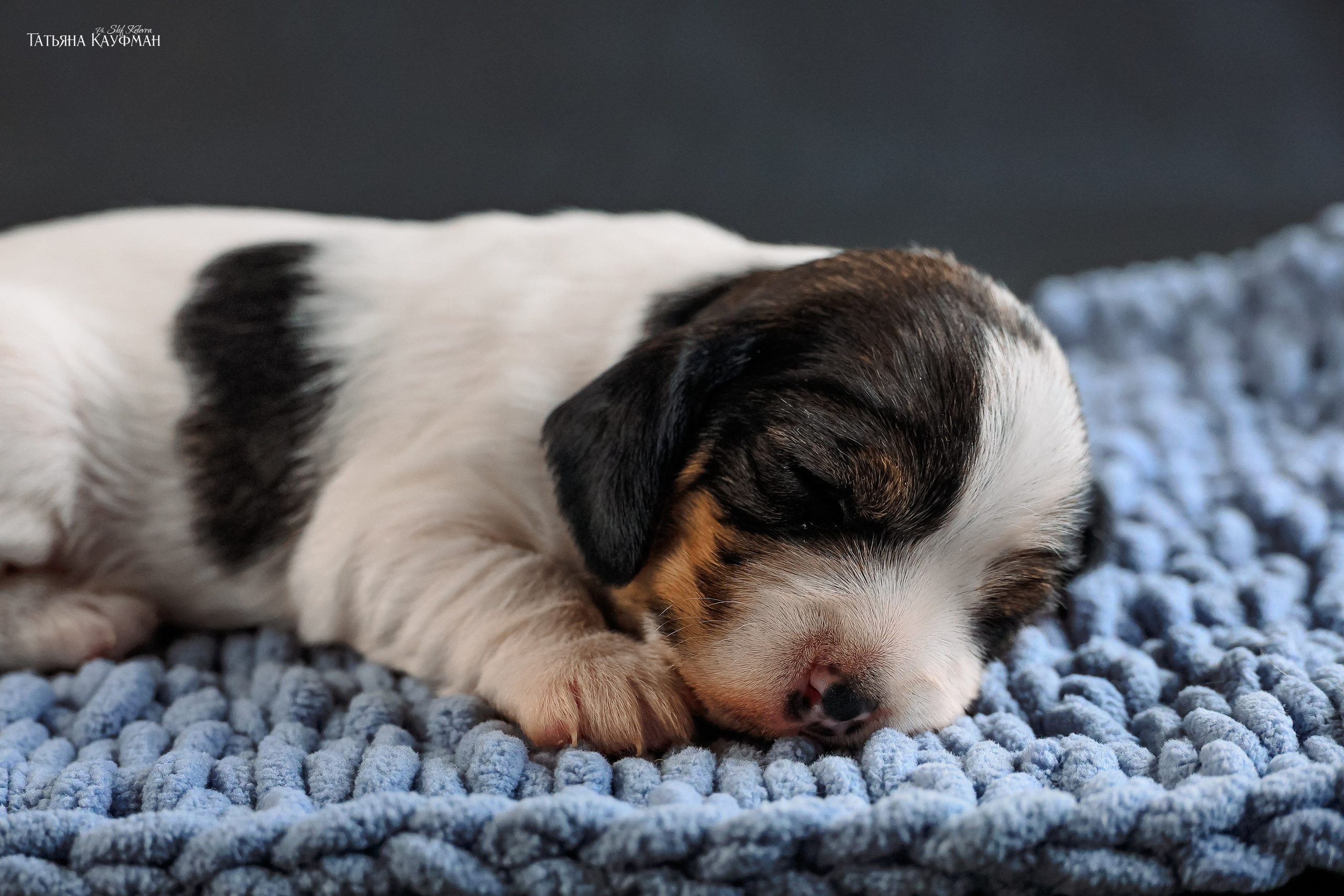 Малые вандейские бассет гриффоны. PVBG. Petit vandeen basset griffon, щенки в новосибирске. Питомник White Rivendel