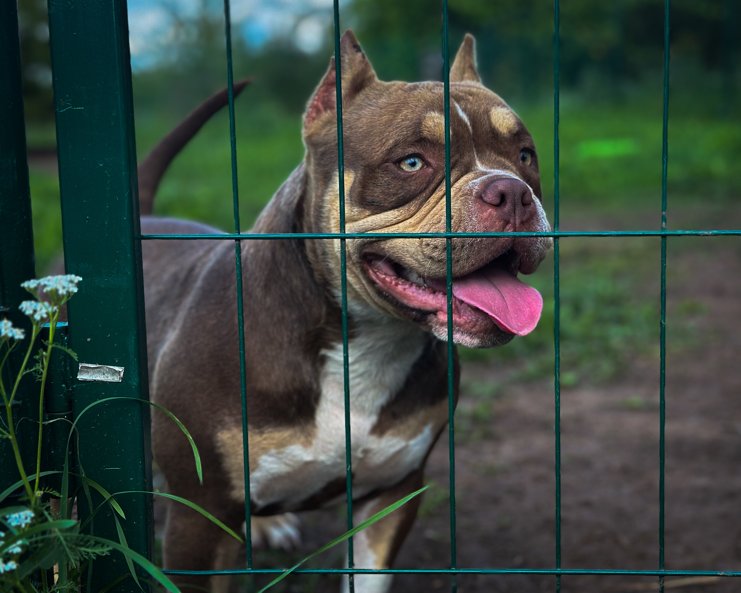 Ultimate Bully Tinky-Winky. Питомник американских булли Bounty Pride Bully