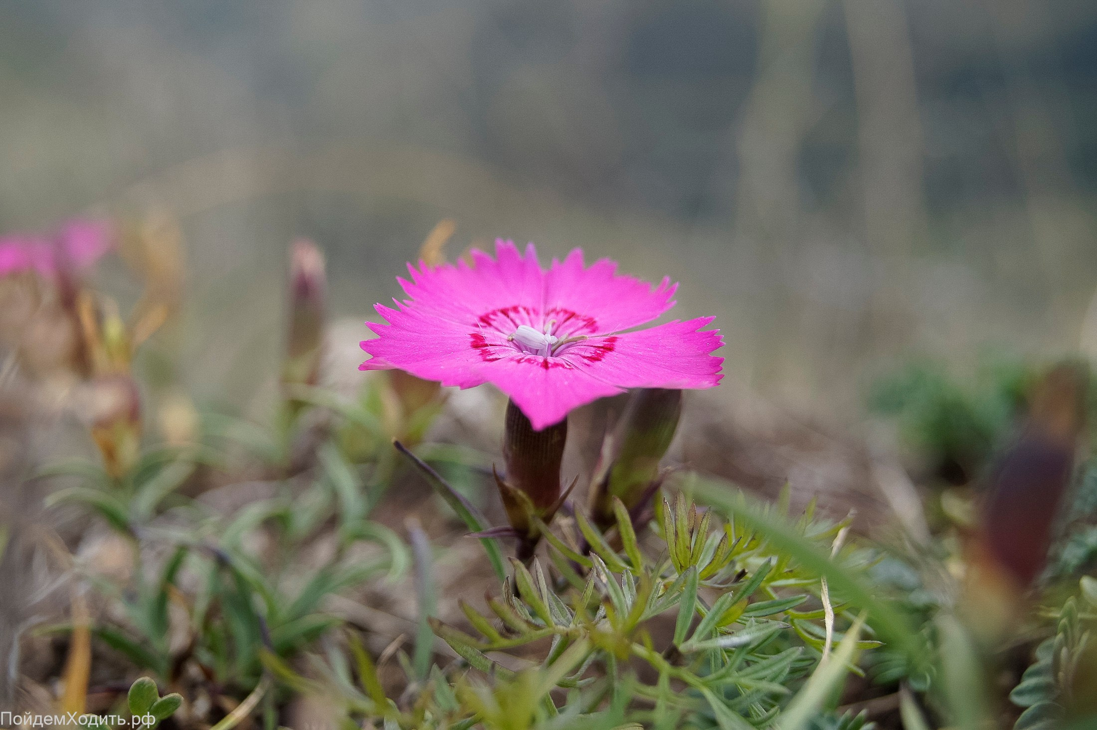 Nordic Walkers в Дагестане. Фото из походов и путешествий клуба скандинавской ходьбы Пойдем Ходить