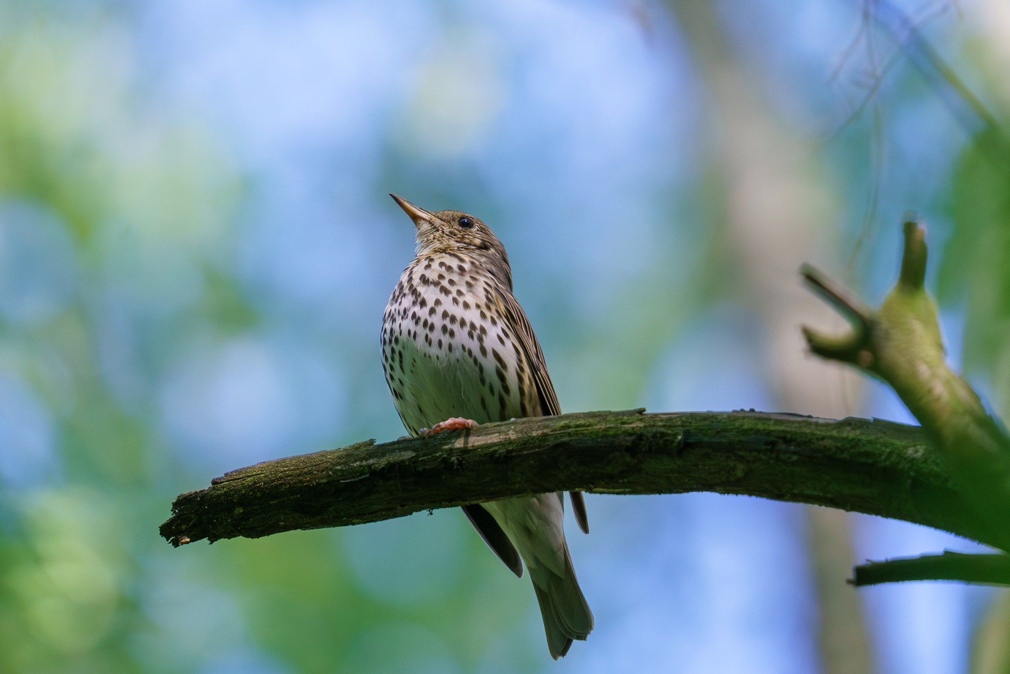 Удивительные мир птиц. Вокруг нас столько прекрасного — присмотритесь!. Ваш личный фотограф Марина Волкова