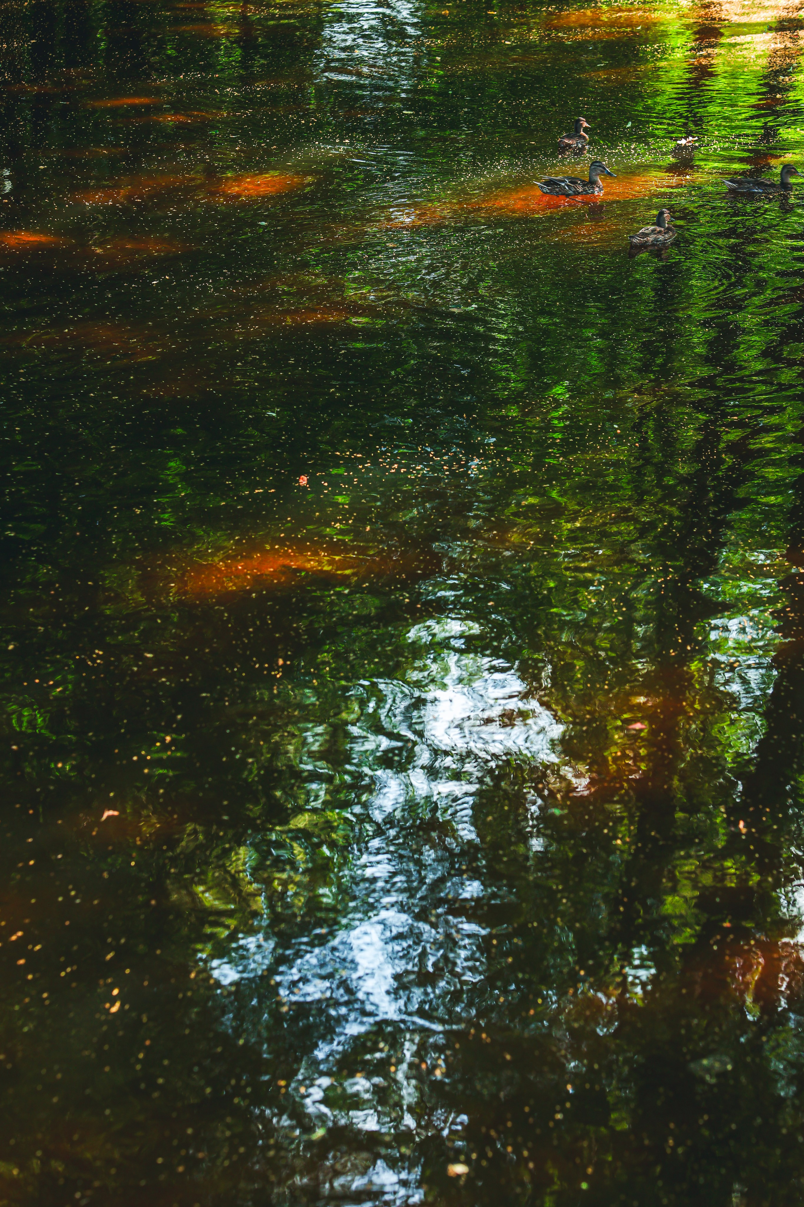 Природа &. Фотохудожник в СПб