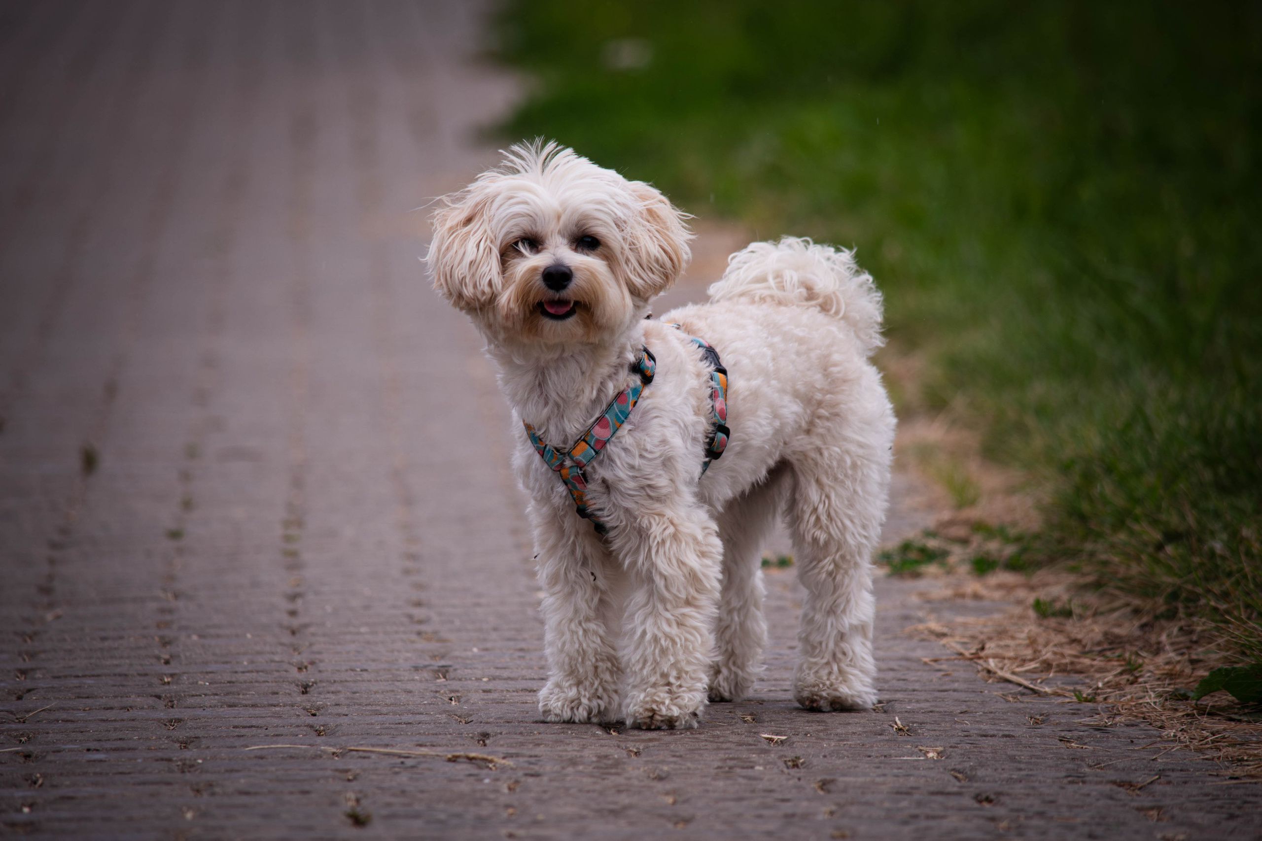 Прогулка в парке Митино. Фотограф Светлана Блинова, Москва и Московская область