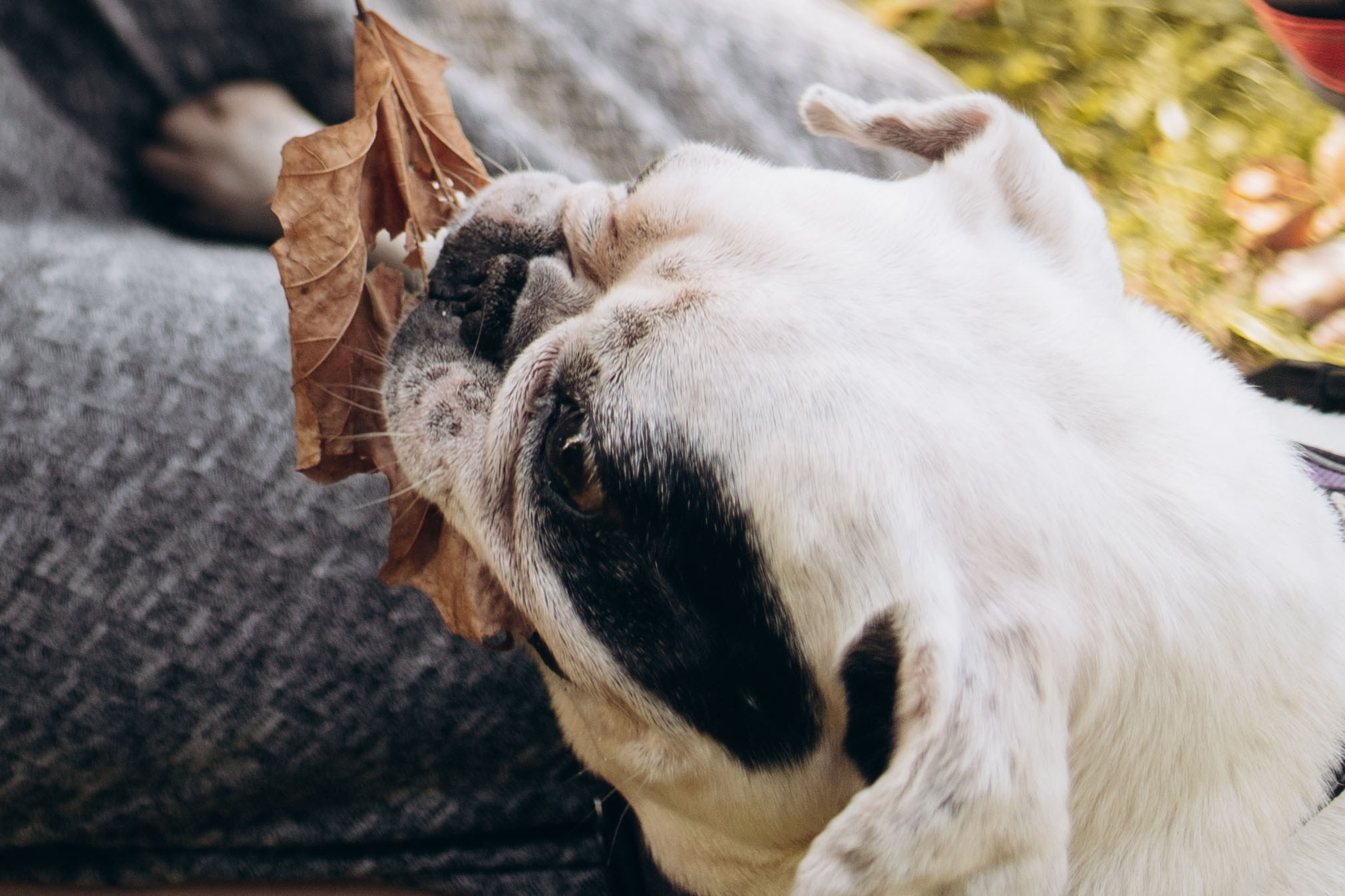 Оля и бульдоги