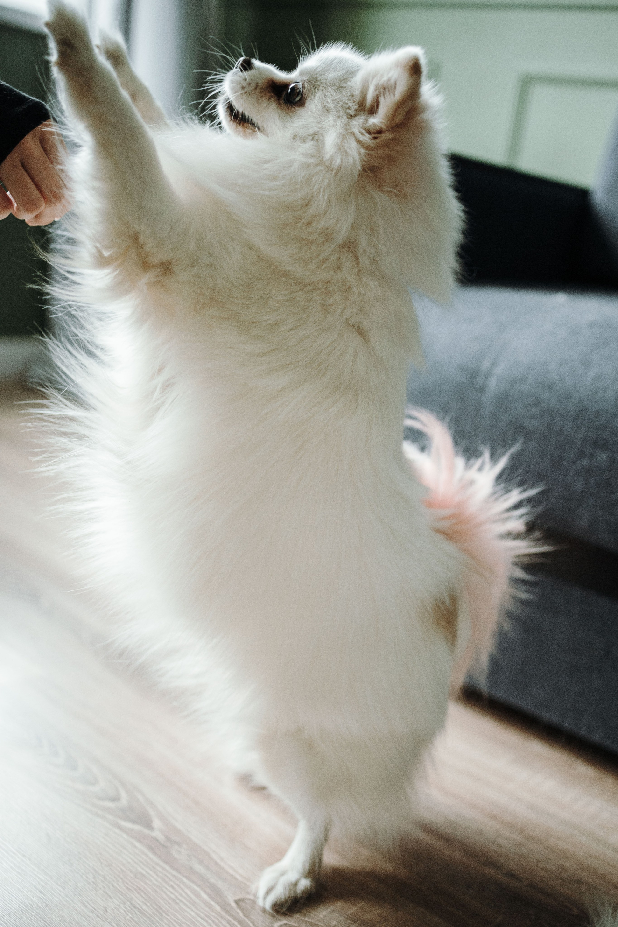 Шпиц Мася и ее семья