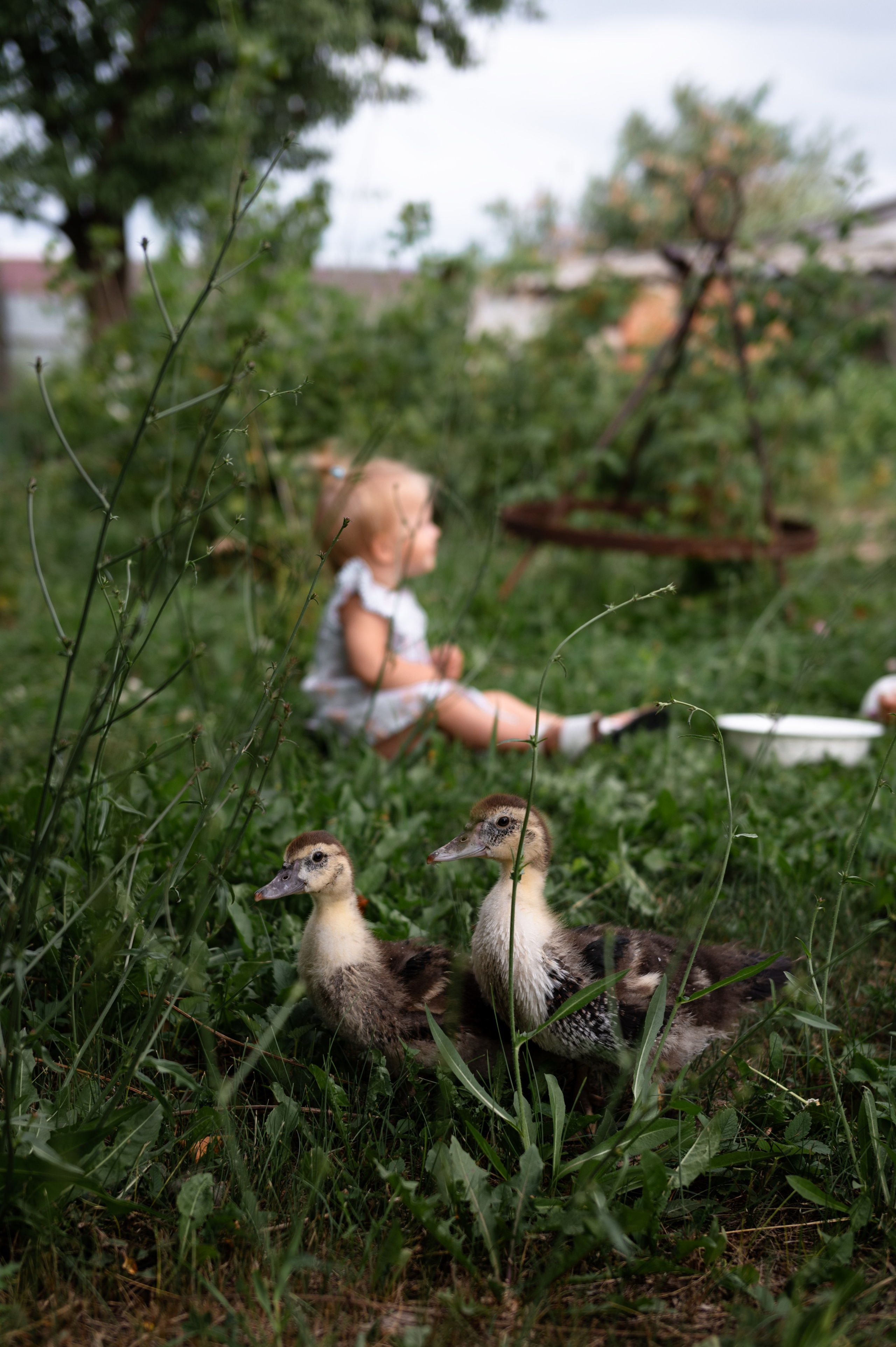 Ромашки и утята. Главная