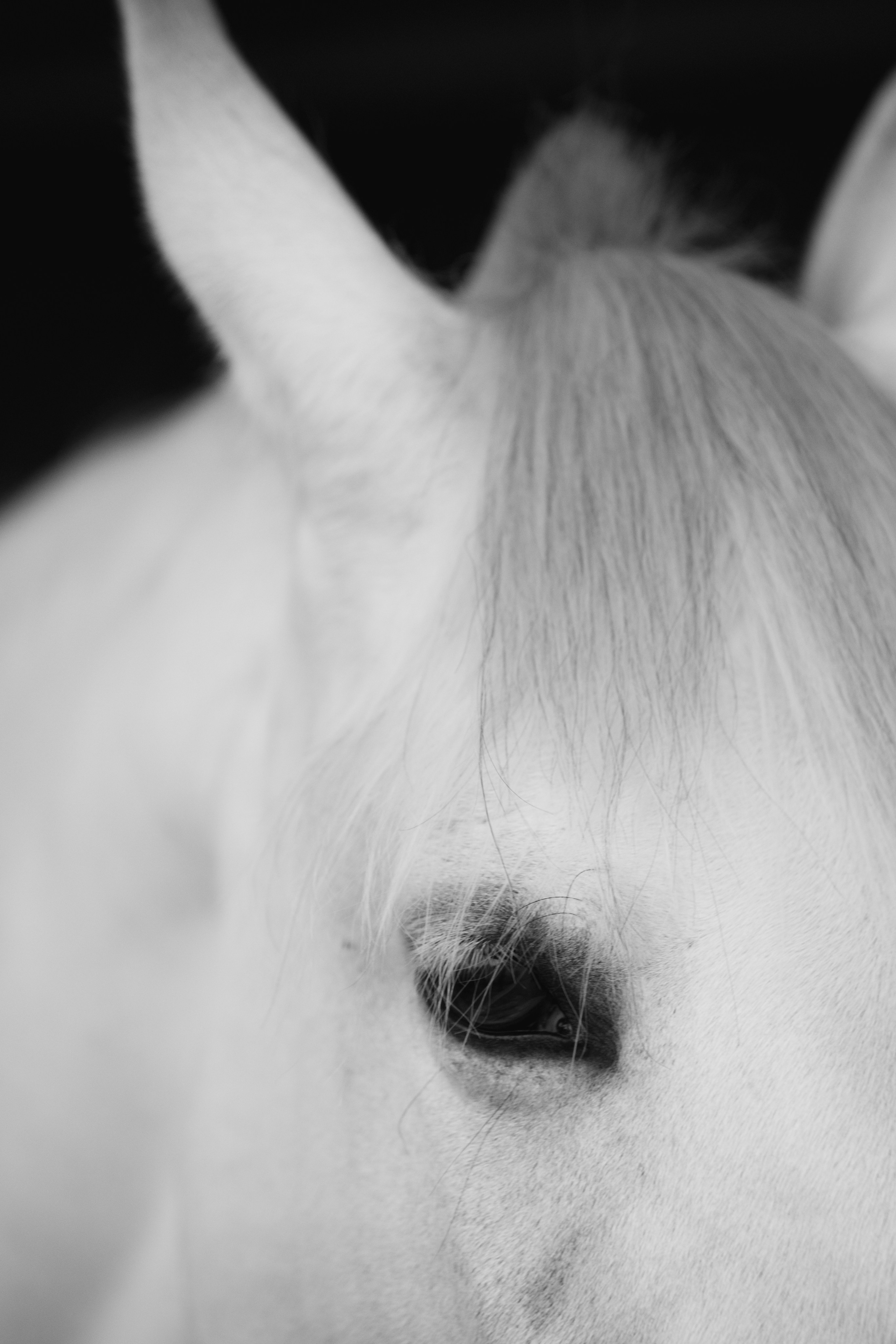 HORSES. Anastasiia Antoniuk portrait, family and couple photographer, Portugal