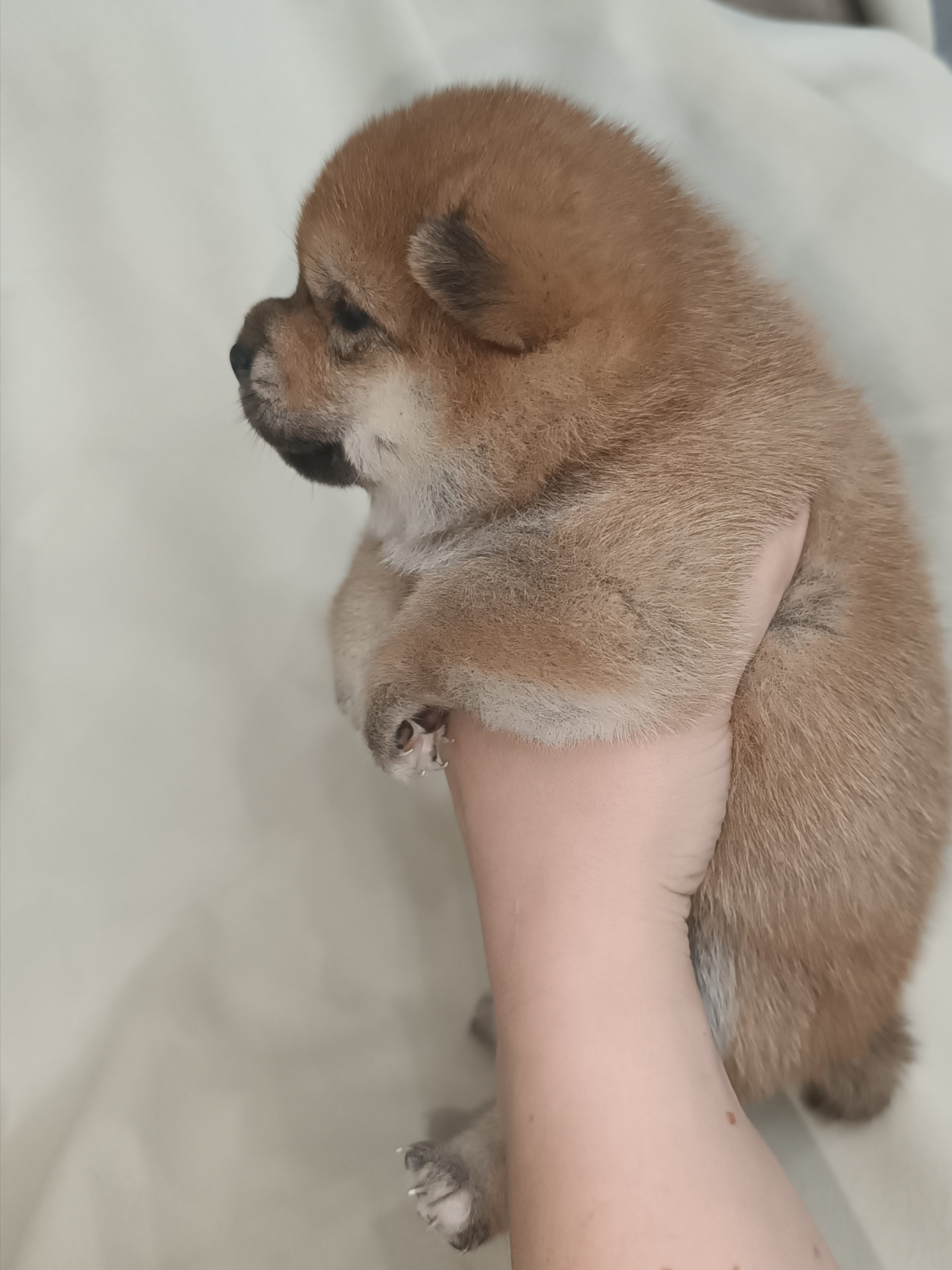 сиба питомник Рубилайт щенки на продажу rubylight  сиба щенки купить СПб Санкт-Петербург 