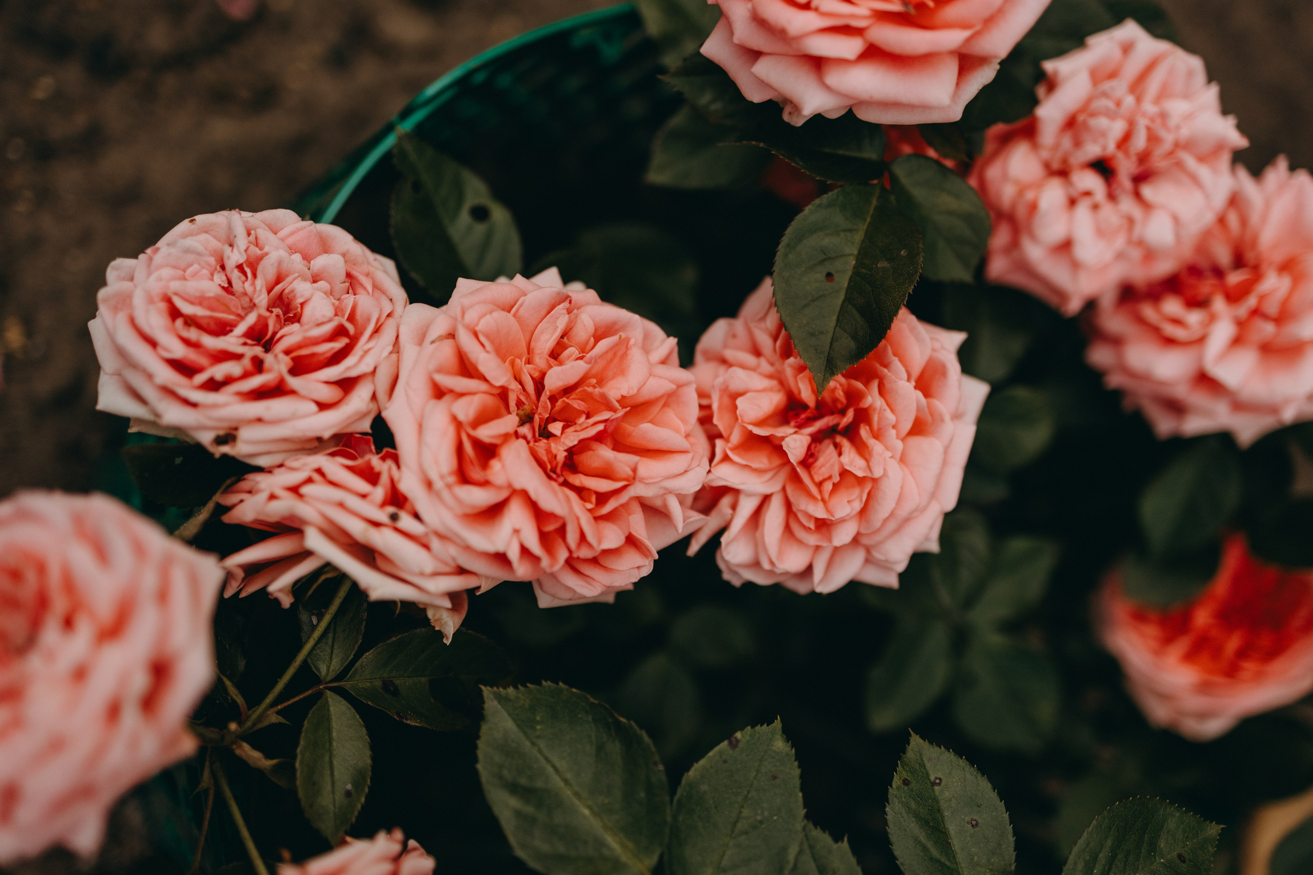 Дом у реки. Фотограф — Анималист | Санкт-Петербург